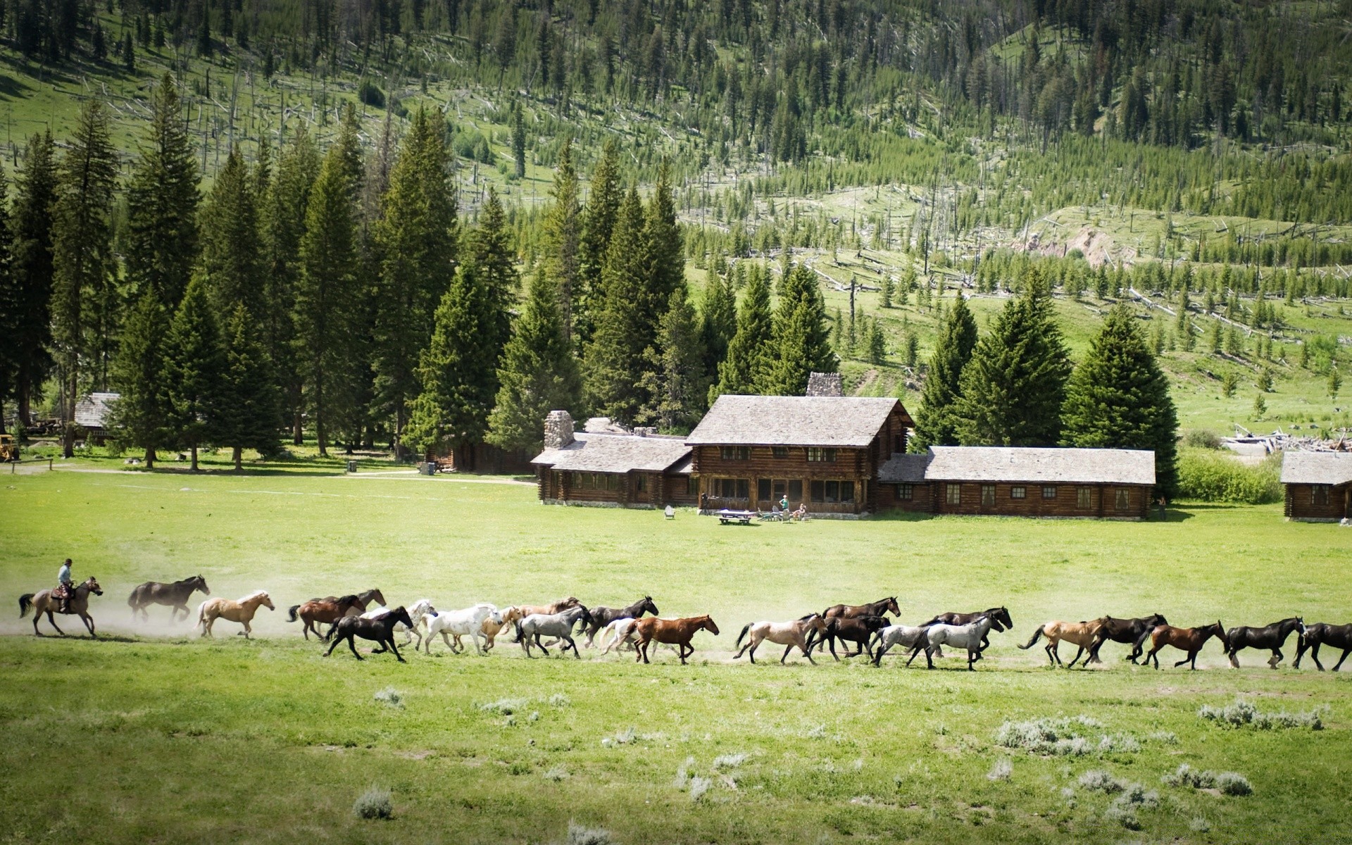 horses hayfield cow cattle grass agriculture farm rural herd pasture livestock landscape wood summer countryside mammal nature grassland mountain barn field