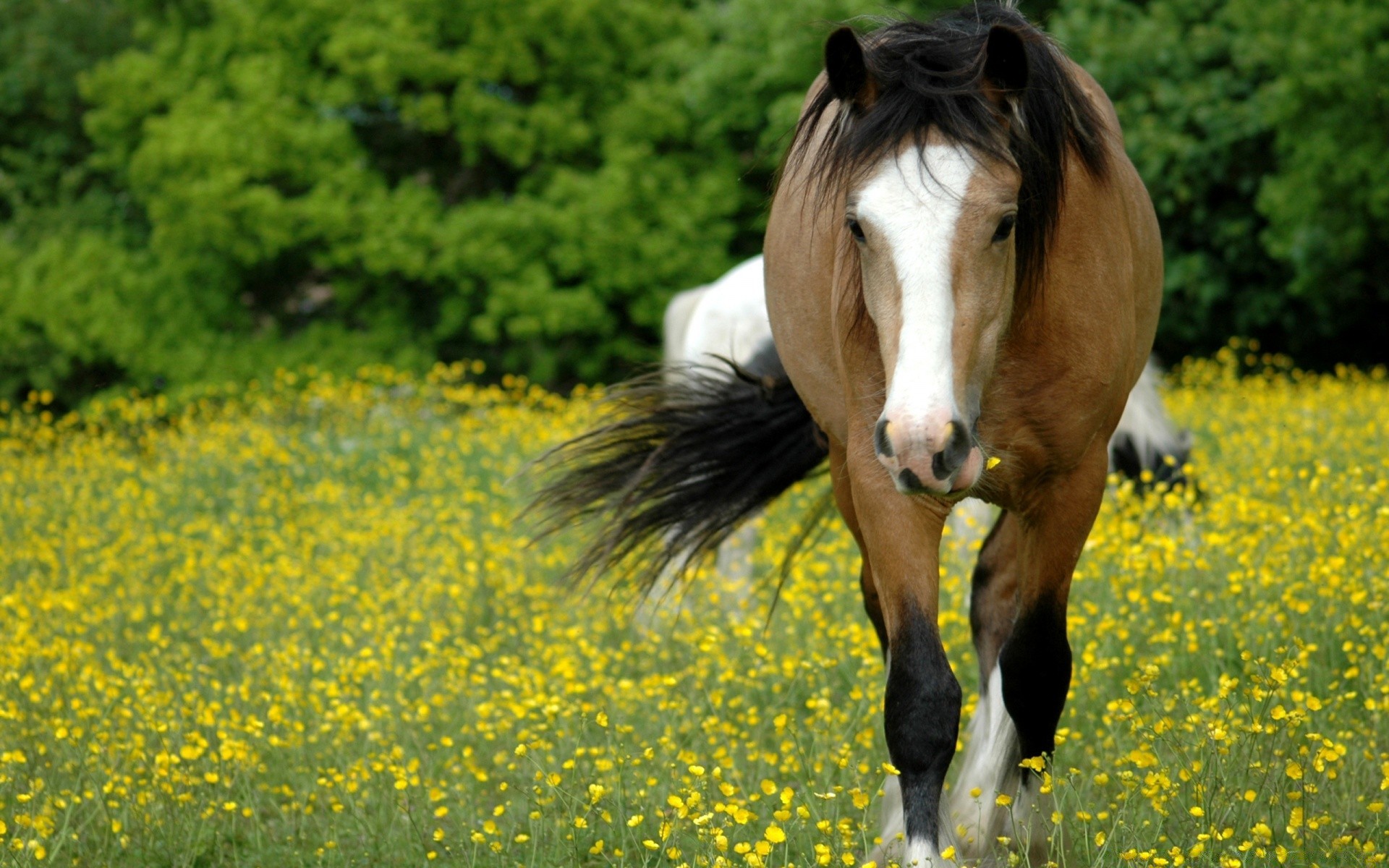 cavalos campo feno grama rural ao ar livre natureza fazenda verão liberdade cavalo cavalaria mamífero