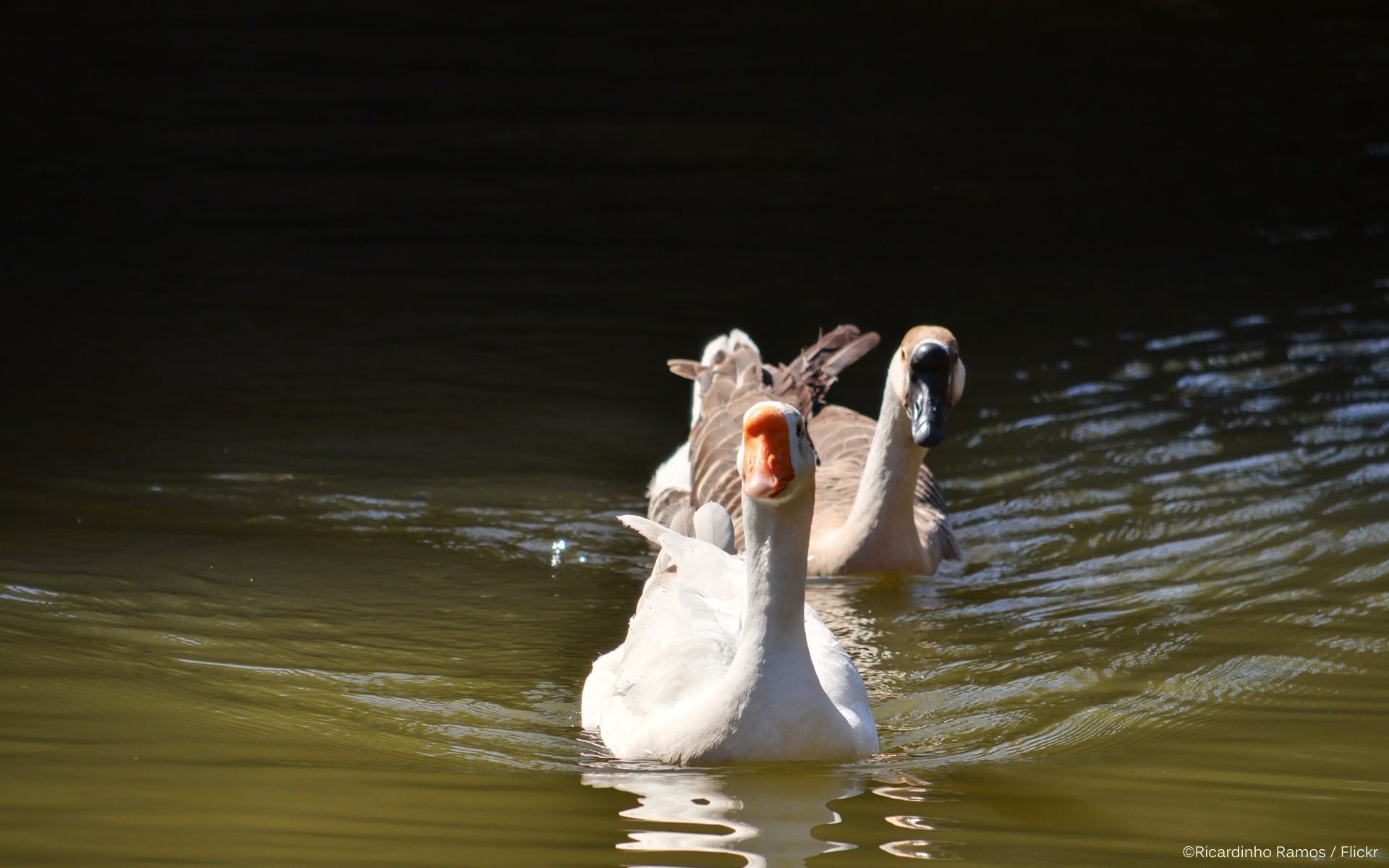 duck water bird lake wildlife reflection outdoors swimming pool nature river