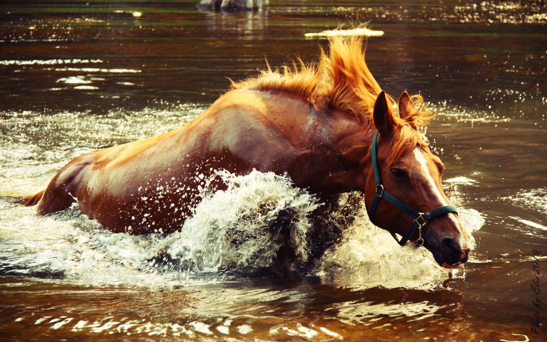 chevaux rapide eau cheval action mouvement mammifère dépêchez-vous un course élevage de chevaux cavalerie à l extérieur mare équestre nature animal concours