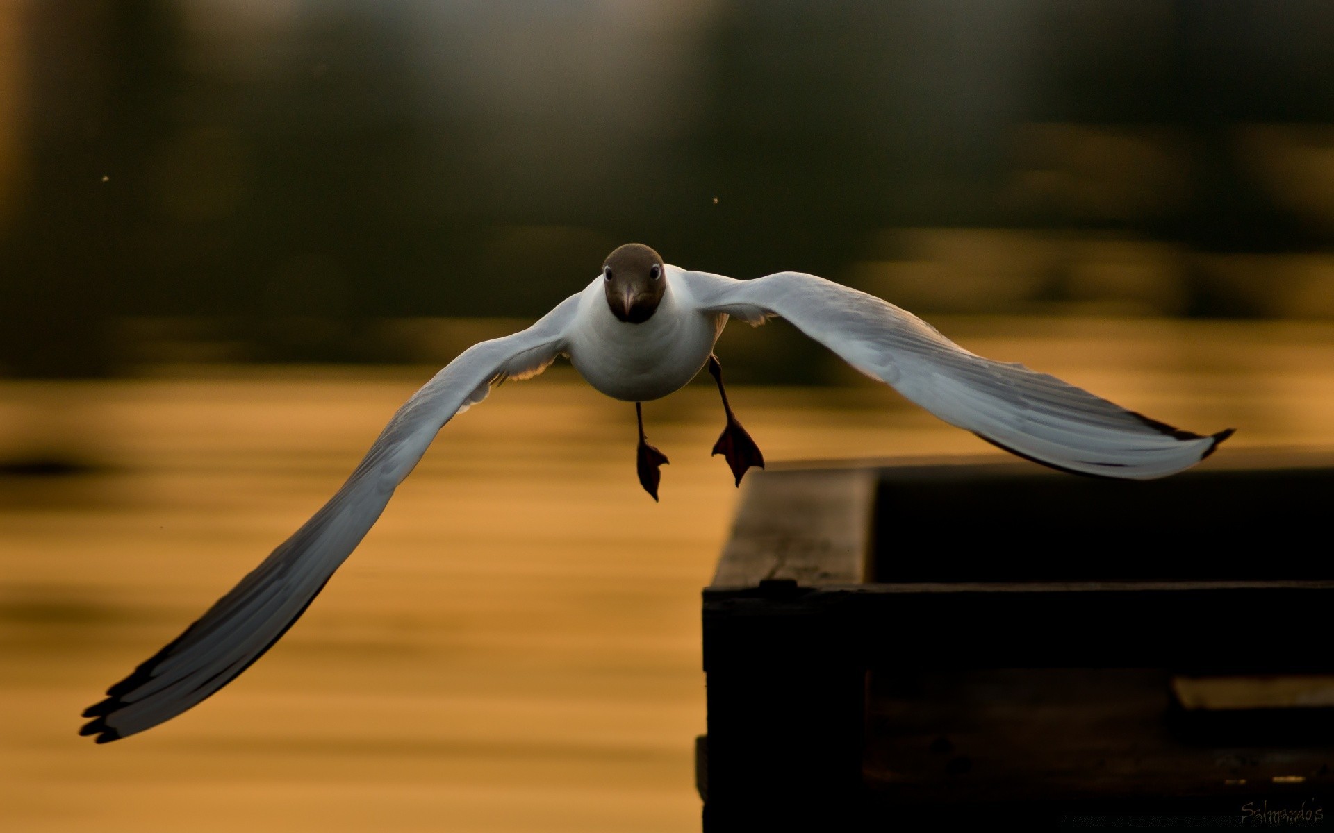 möwe vogel flug wasser aktion see allein strand