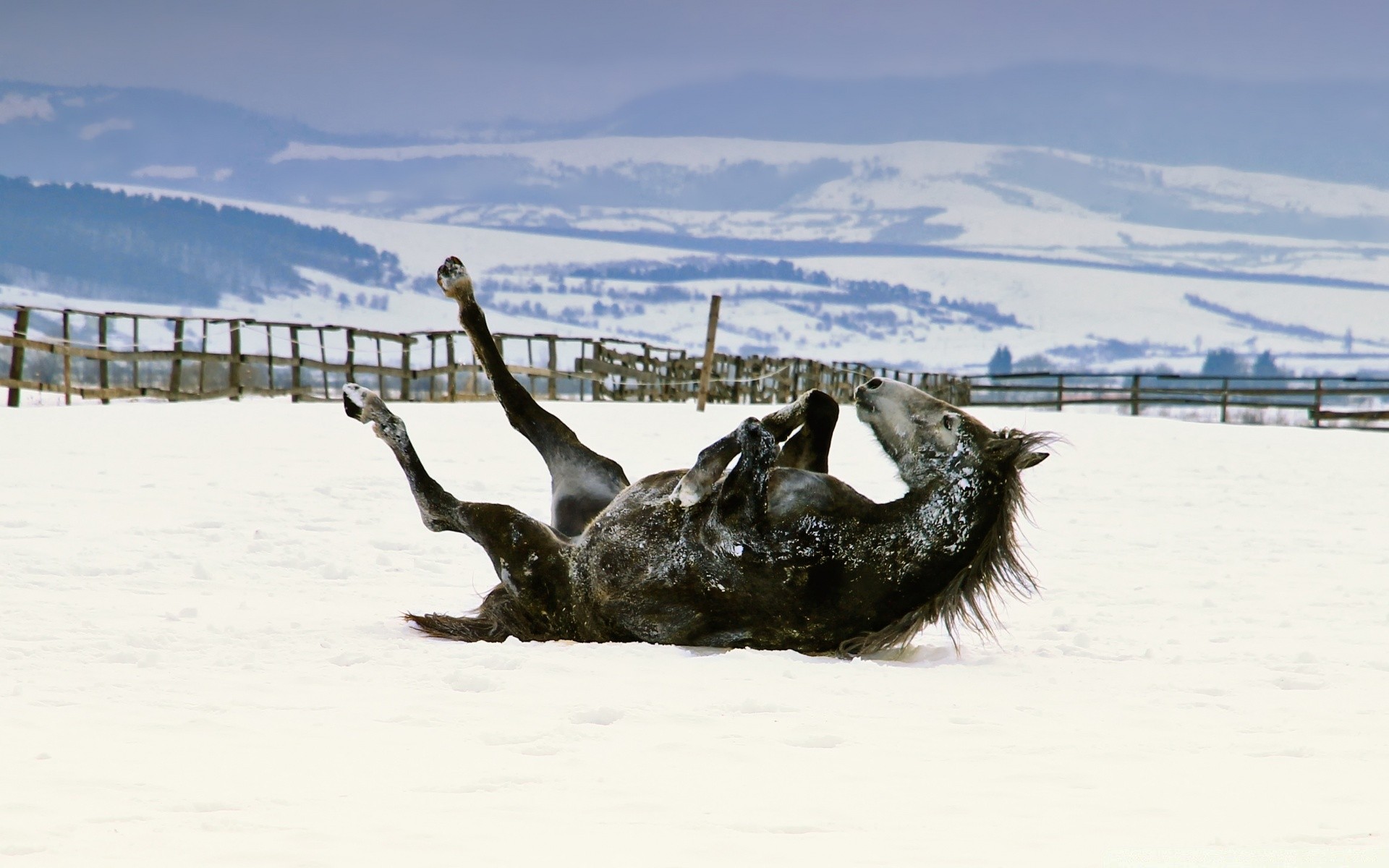 horses beach water sea seashore ocean sand landscape sky travel nature vacation winter outdoors mammal shore sun