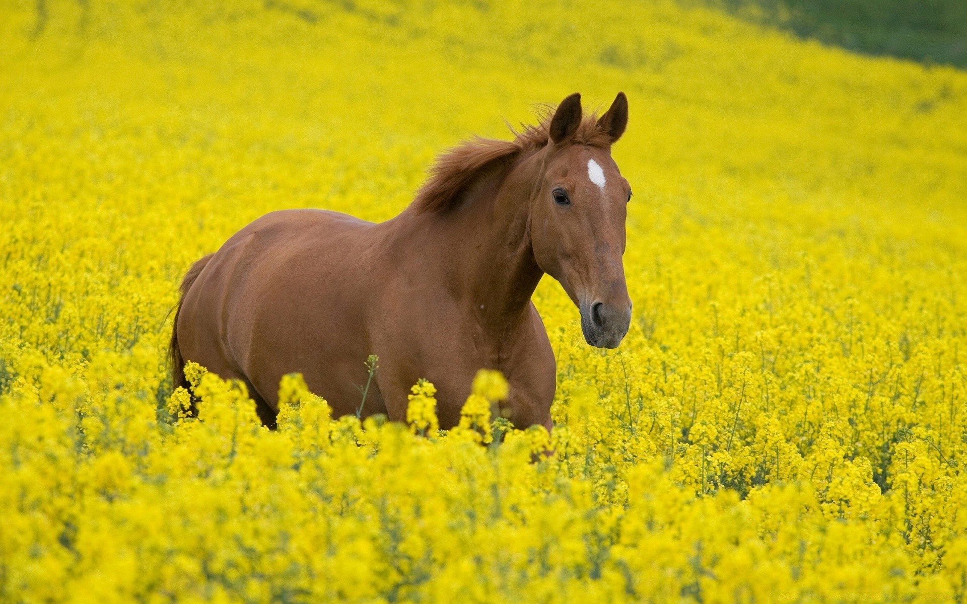 cavalos campo feno fazenda flor agricultura paisagem natureza rural ao ar livre grama verão