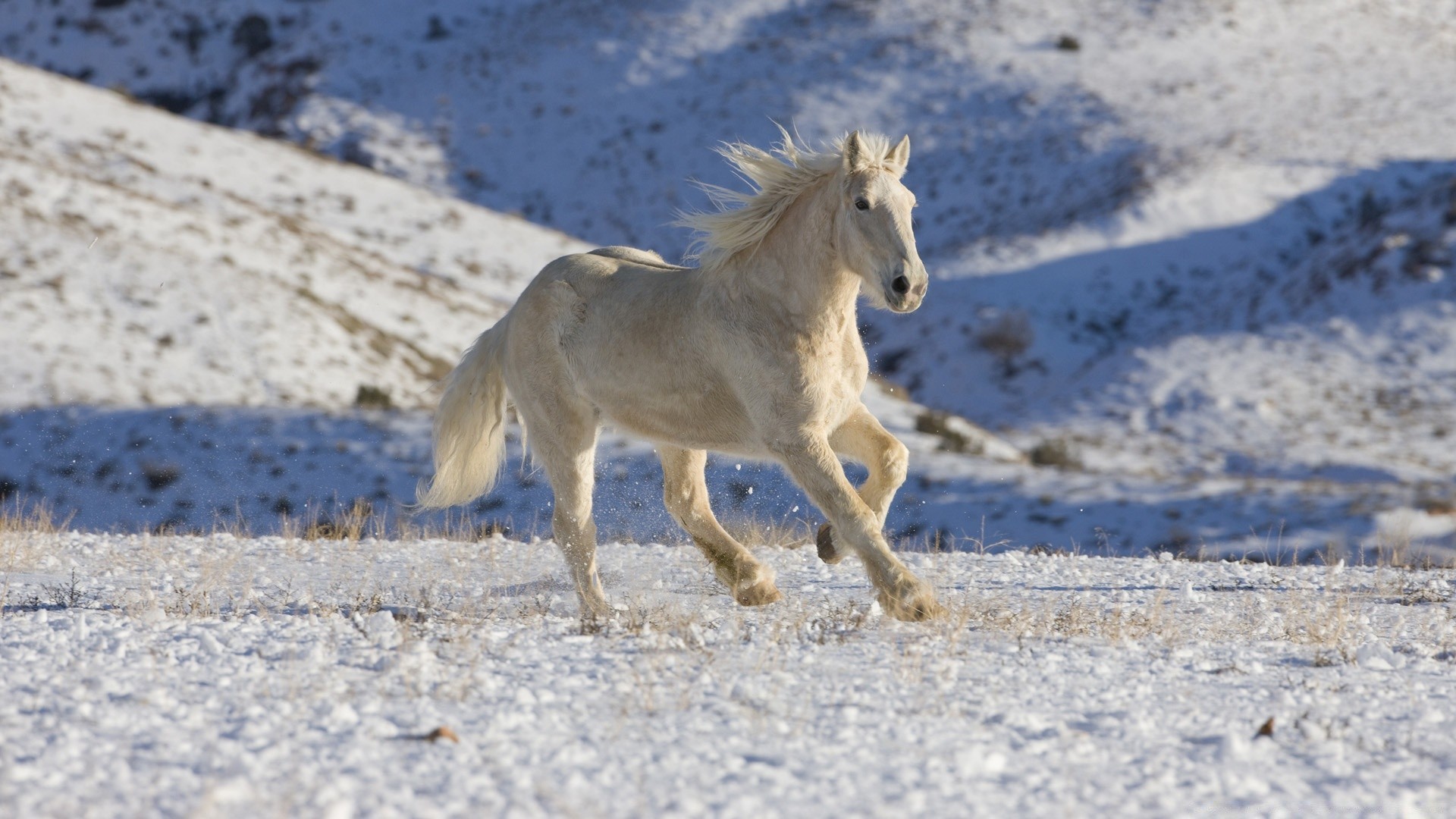 chevaux neige hiver cavalerie nature en plein air animal mammifère cheval sauvage manet mare élevage de chevaux la faune rural froid liberté étalon action champ