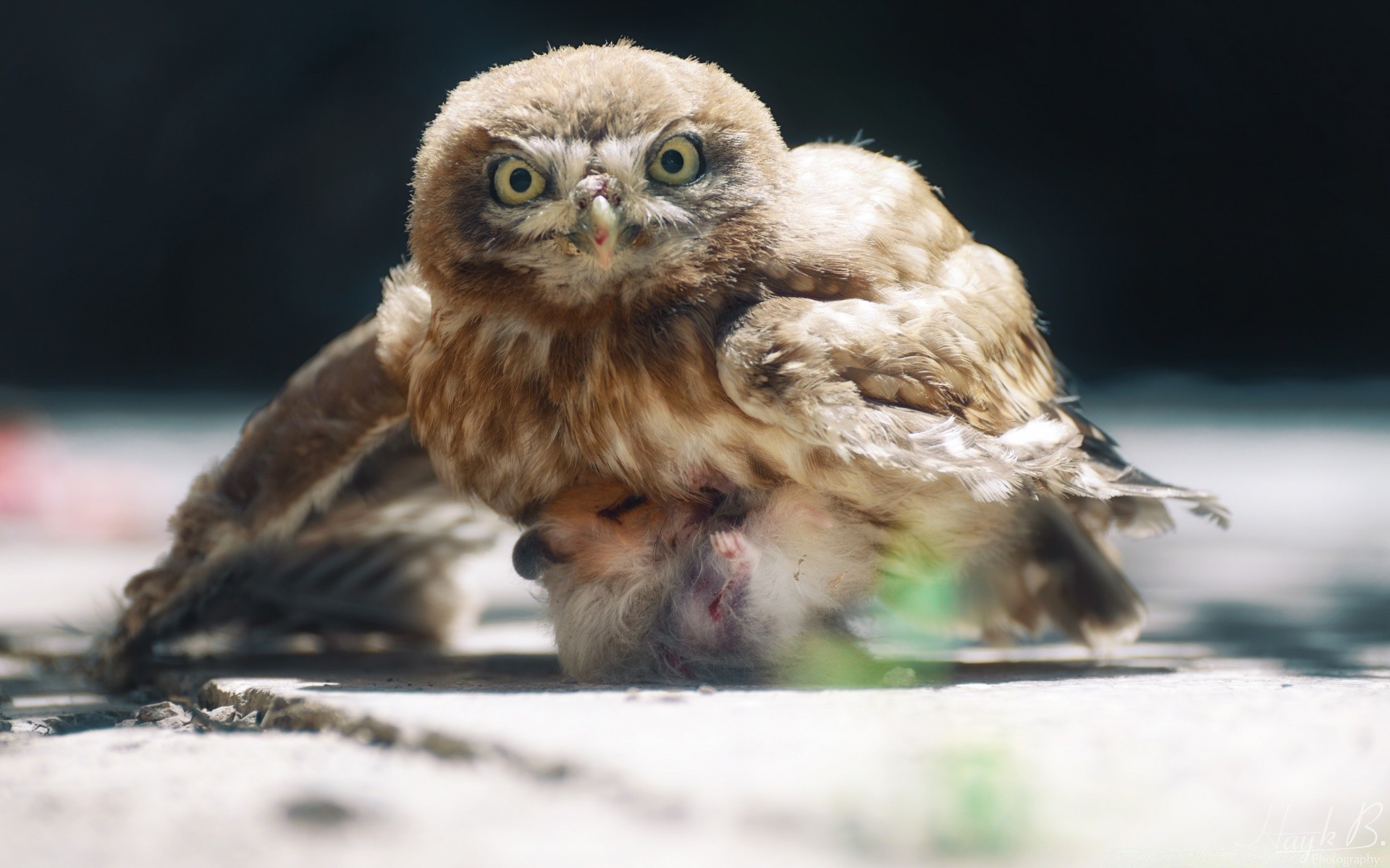 gufo uccello fauna selvatica natura animale rapace ritratto all aperto inverno singolo