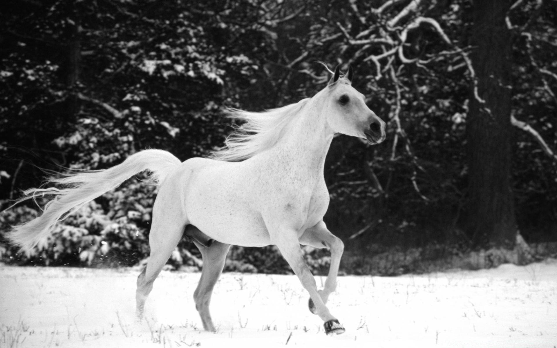 chevaux un mammifère cavalerie nature portrait deux animal