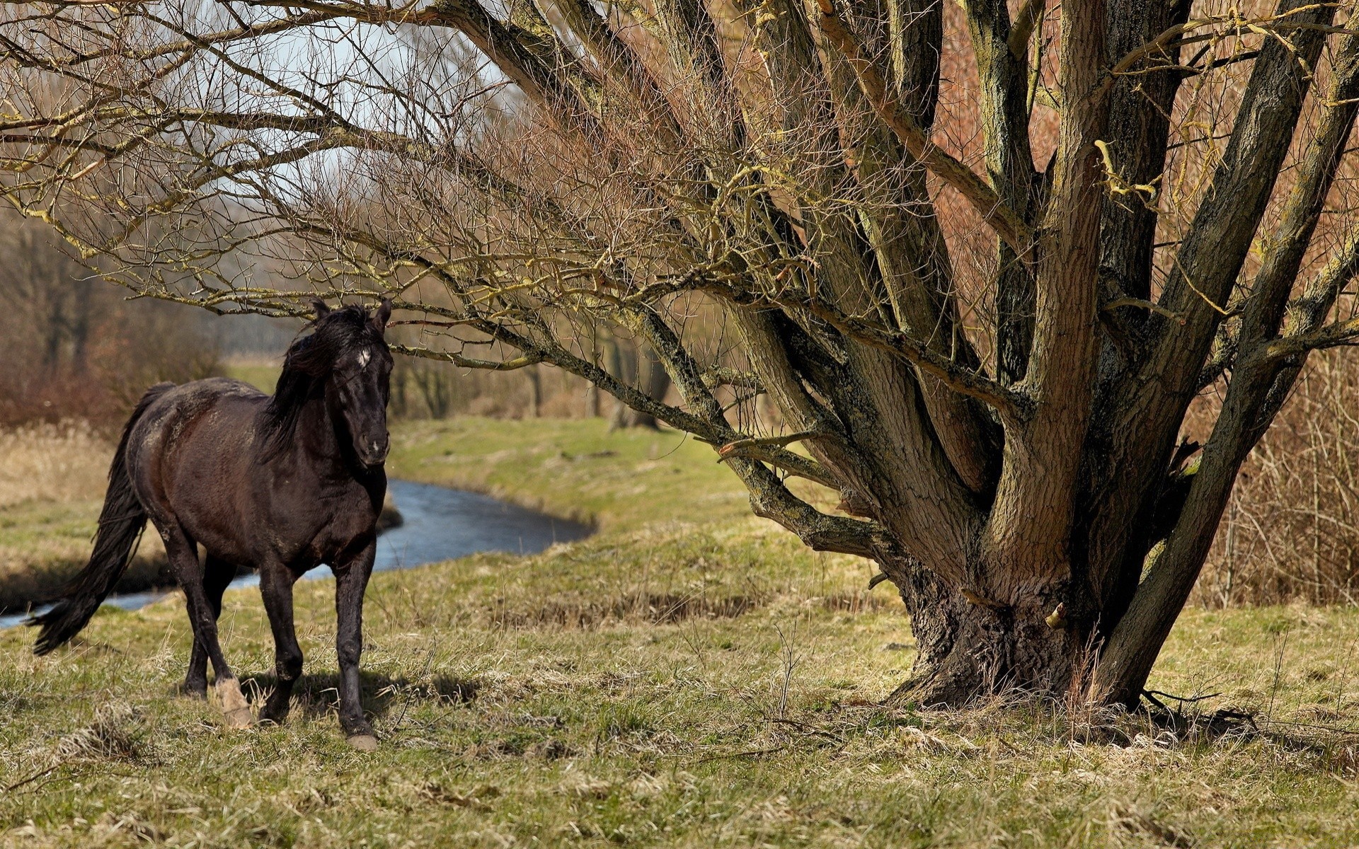 caballo mamífero árbol al aire libre naturaleza hierba paisaje caballería madera