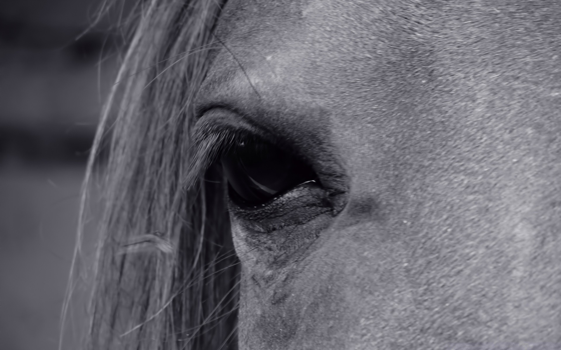 horses portrait monochrome face one adult woman person beautiful hair man girl cavalry black and white