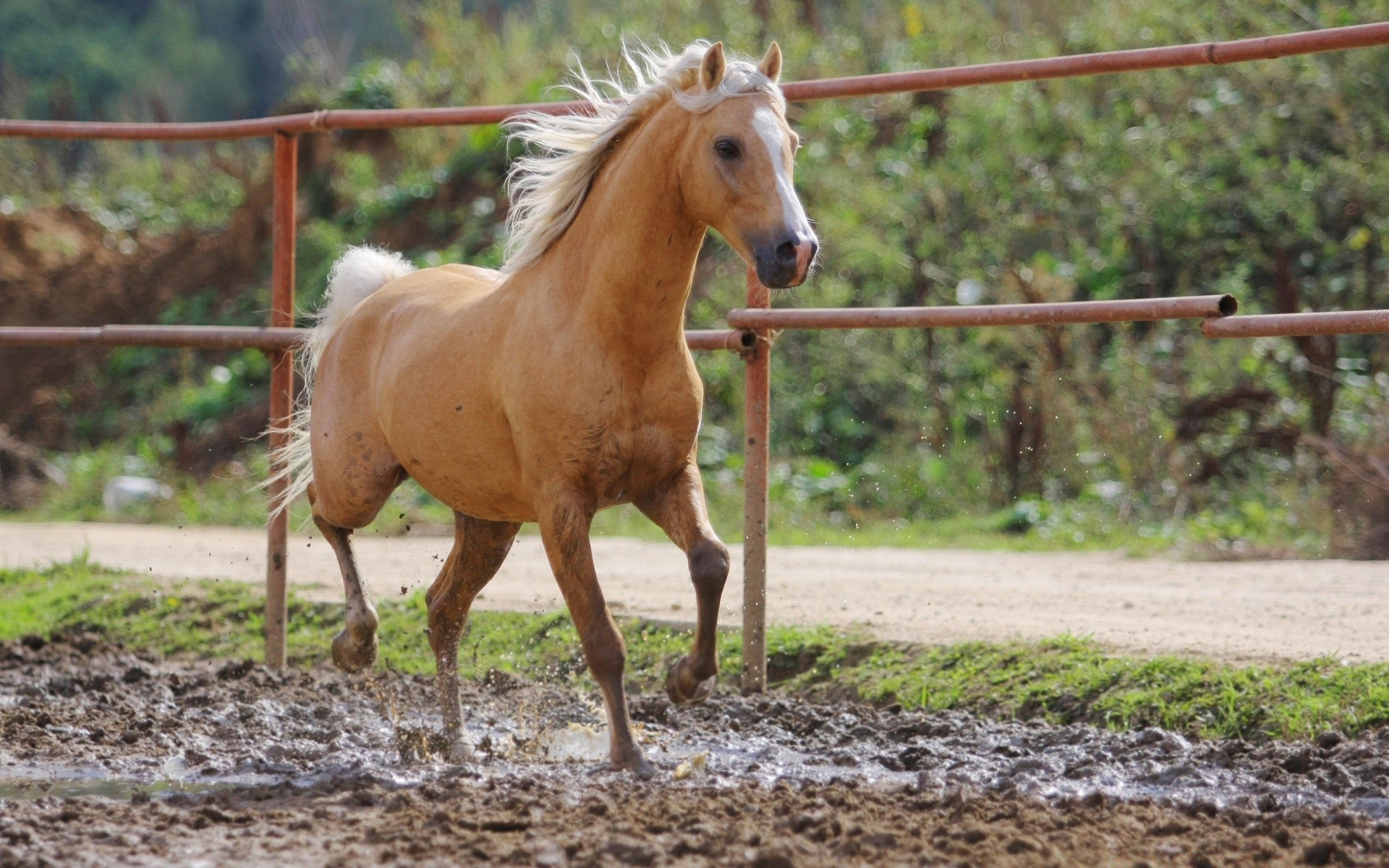 horses farm horse agriculture pasture animal mammal mare equine field stallion cavalry grass rural nature mane equestrian outdoors fast