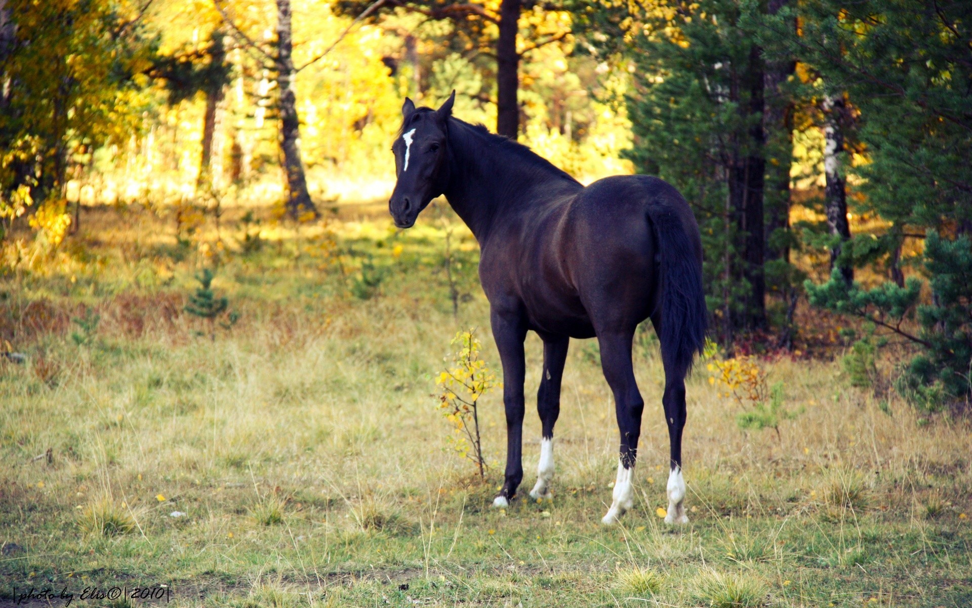 horses mammal horse grass cavalry mare pasture hayfield mane animal stallion equine rural outdoors nature farm