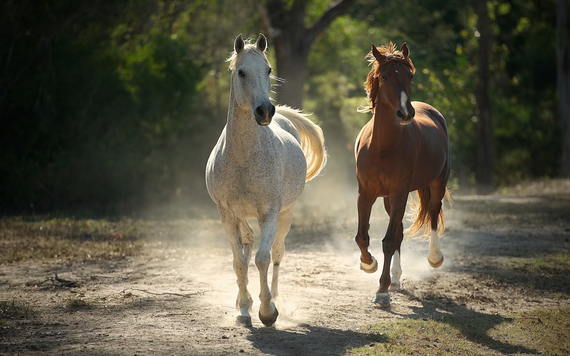 cavallo cavallo mare mammifero cavalleria stallone allevamento di cavalli animale equestre manet fattoria pony seduto skoko veloce pascolo erba animali vivi fieno castagno