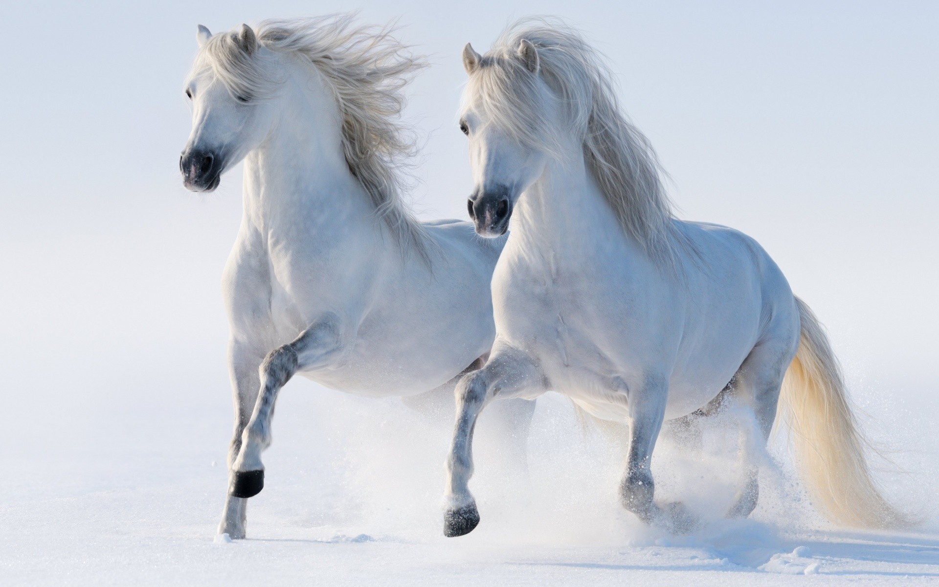 cheval cheval cavalerie mare mammifère équestre étalon animal hiver neige élevage de chevaux poney manet un portrait action exécuter pur-sang rapide deux