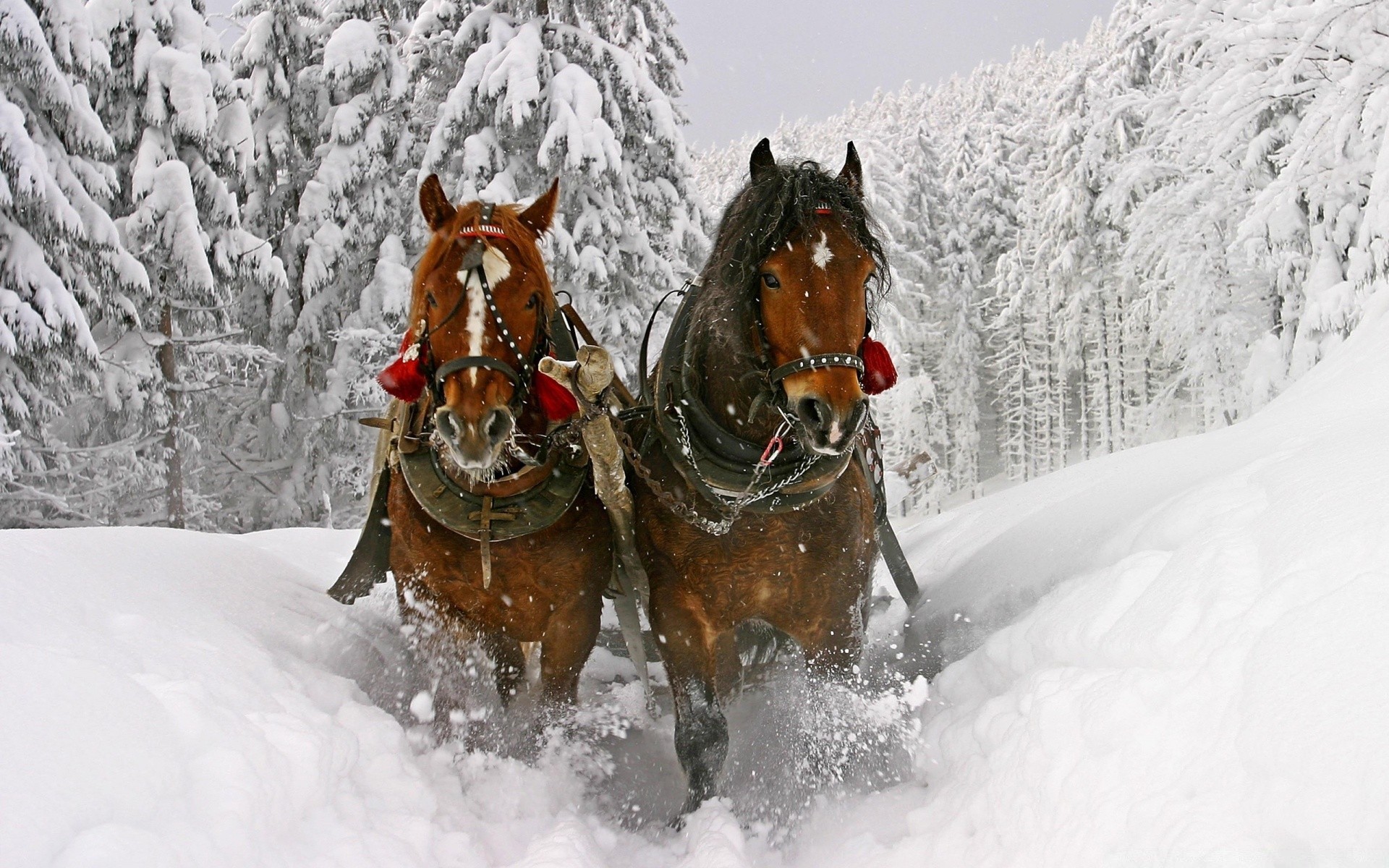 horses snow winter cold ice frost christmas wood season snowflake action snowdrift frozen mountain one