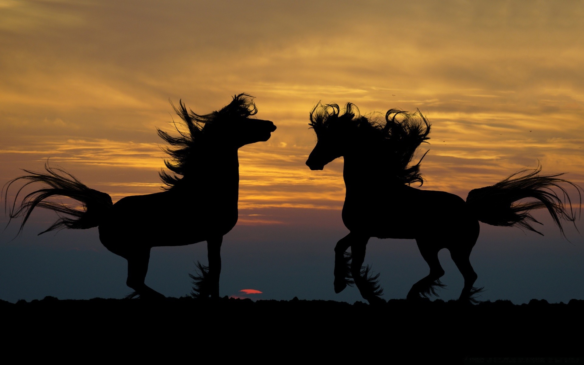 cavallo tramonto cavalleria silhouette illuminato mammifero sera equestre seduta alba cielo crepuscolo cavallo animale sole movimento paesaggio mare due