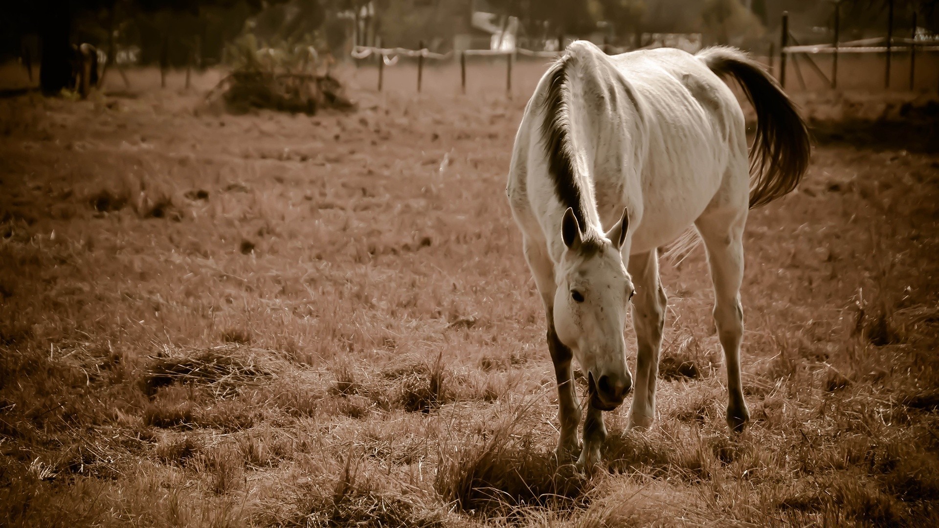 cavalo mamífero cavalaria animal fazenda grama vida selvagem natureza selvagem mare ao ar livre gado campo pasto rural agricultura mane