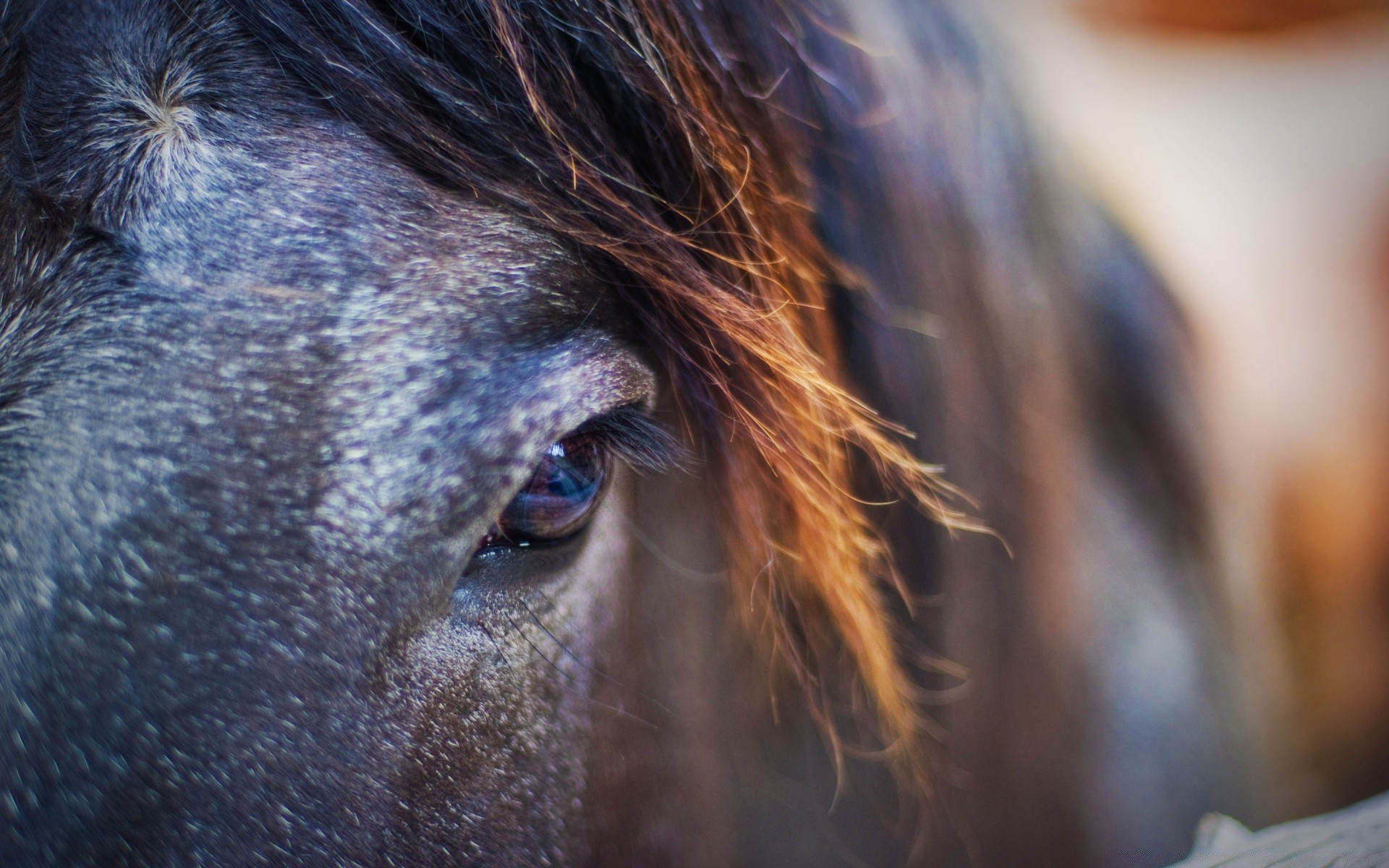 pferd porträt säugetier im freien ein haar tageslicht natur kavallerie unschärfe auge tierwelt tier gesicht winter kopf