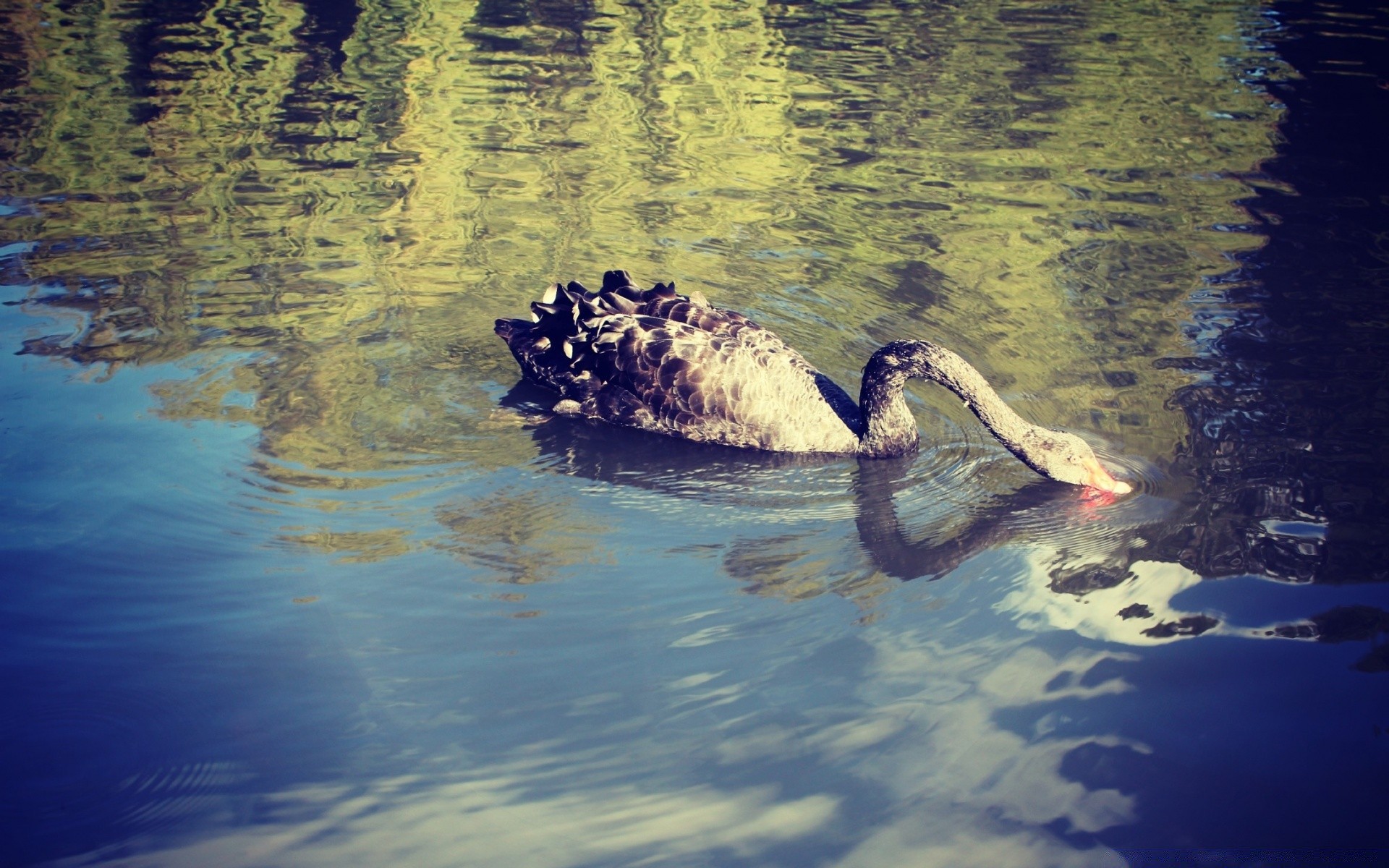 cisnes água reflexão lago natação rio ao ar livre natureza piscina luz do dia