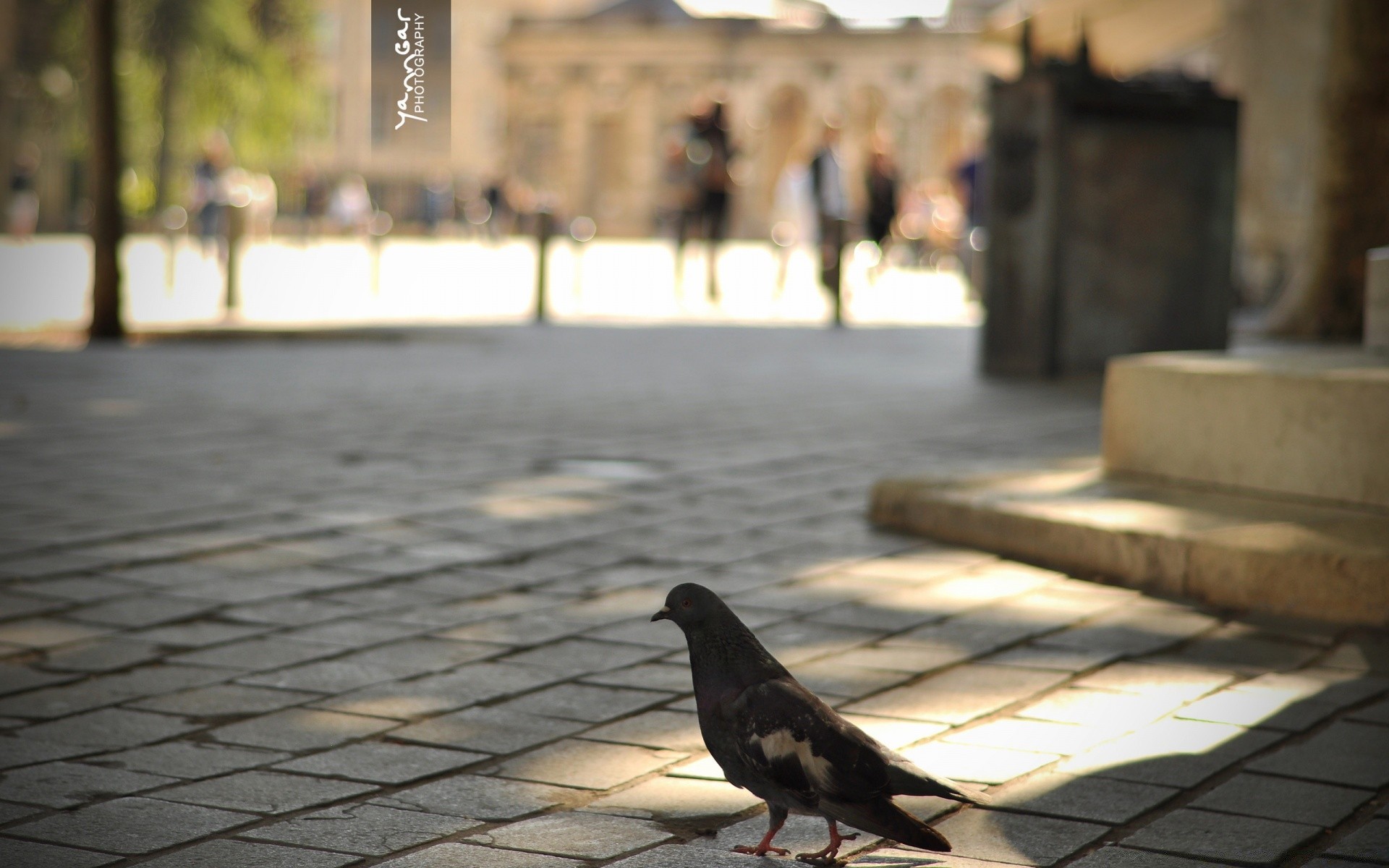 pigeon rue ville oiseau pigeon en plein air architecture voyage eau hiver