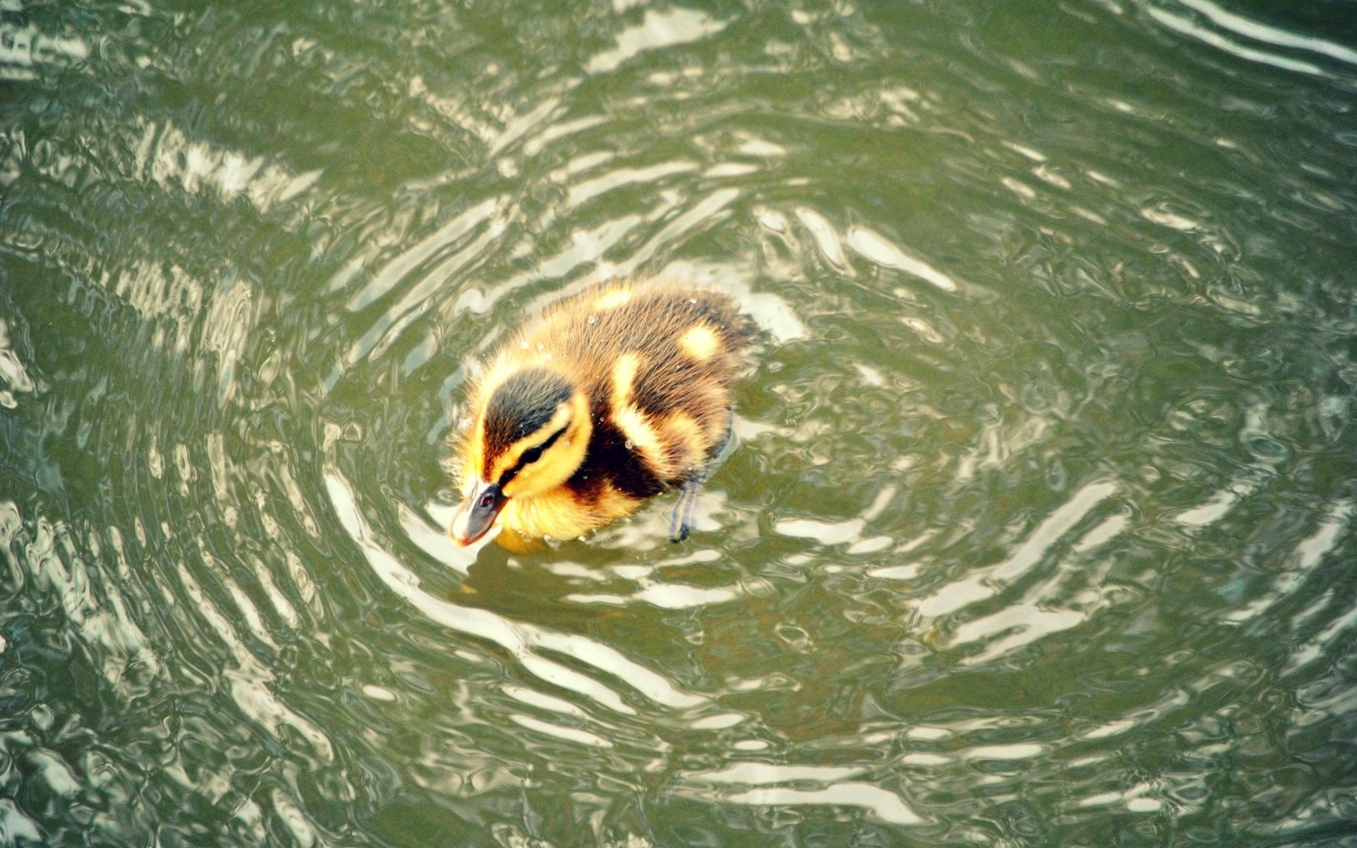 küken wasser vogel tierwelt natur schwimmen see nass tier im freien fluss schwimmbad ente schnabel