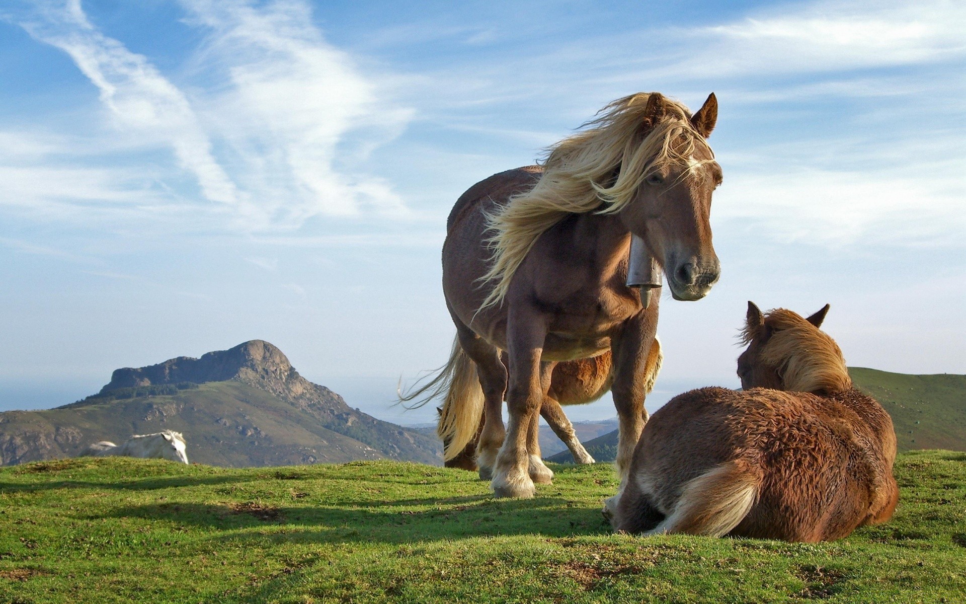 cheval mammifère cavalerie herbe pâturage ferme foin animal mare champ rural animaux vivants à l extérieur nature cheval campagne pâturage manet été agriculture