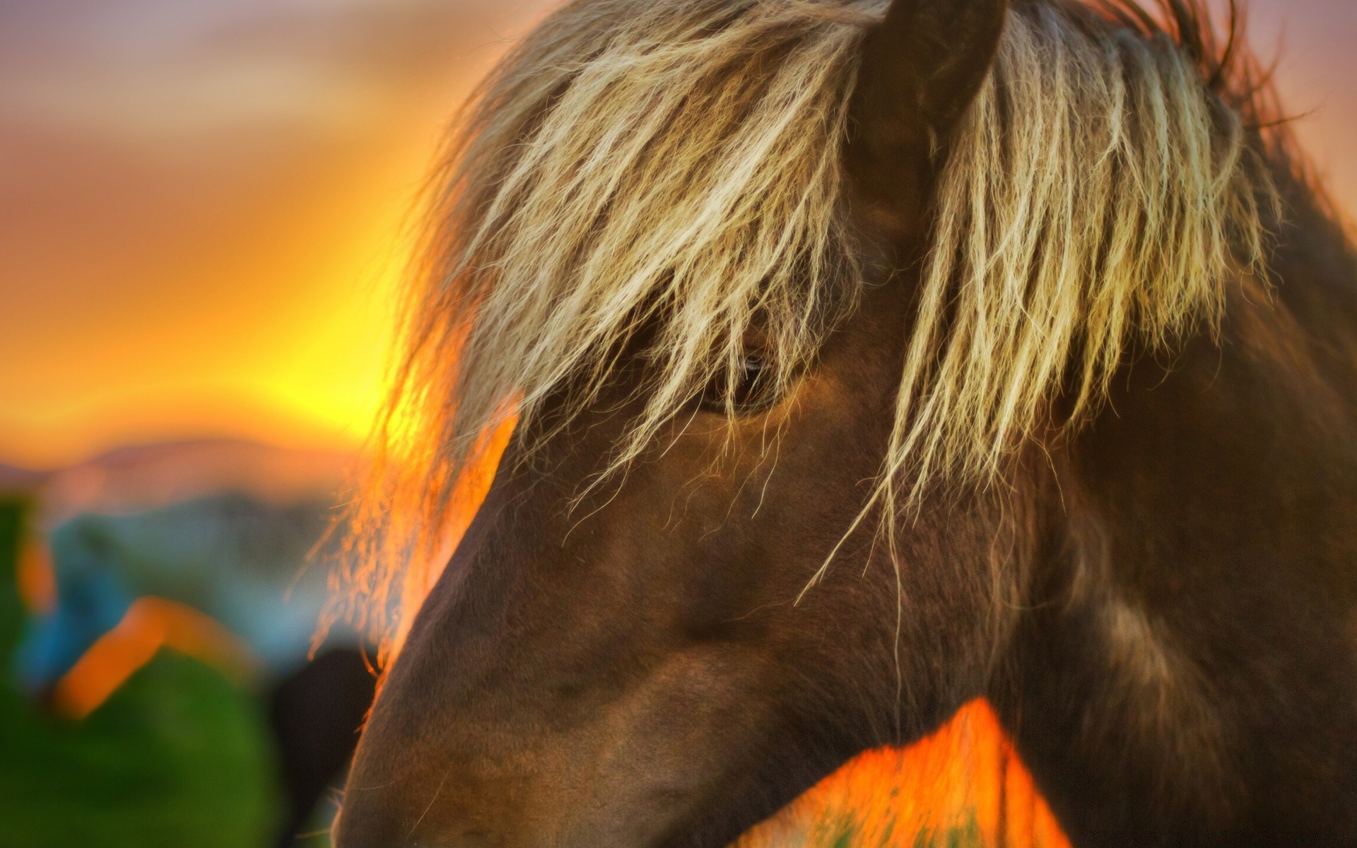 cavallo ritratto mammifero cavalleria uno capelli all aperto