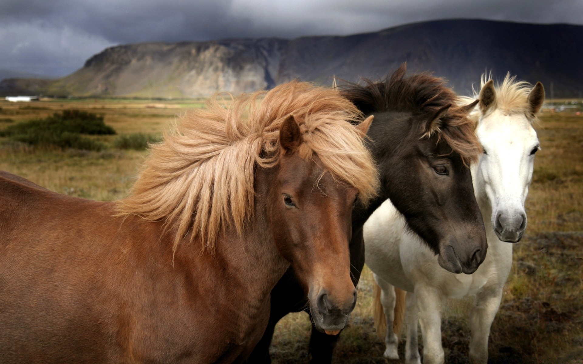 cheval cavalerie manet mare mammifère animal cheval étalon poney ferme élevage équestre pâturage animaux vivants poulain herbe mustang deux la faune équestre nature