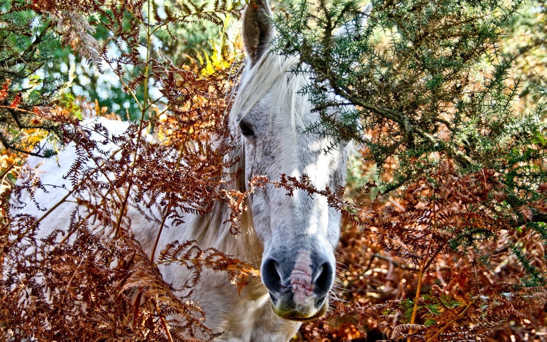 caballo naturaleza árbol animal al aire libre temporada rural madera hoja otoño hermoso granja hierba flora pasto campo color invierno mamífero paisaje