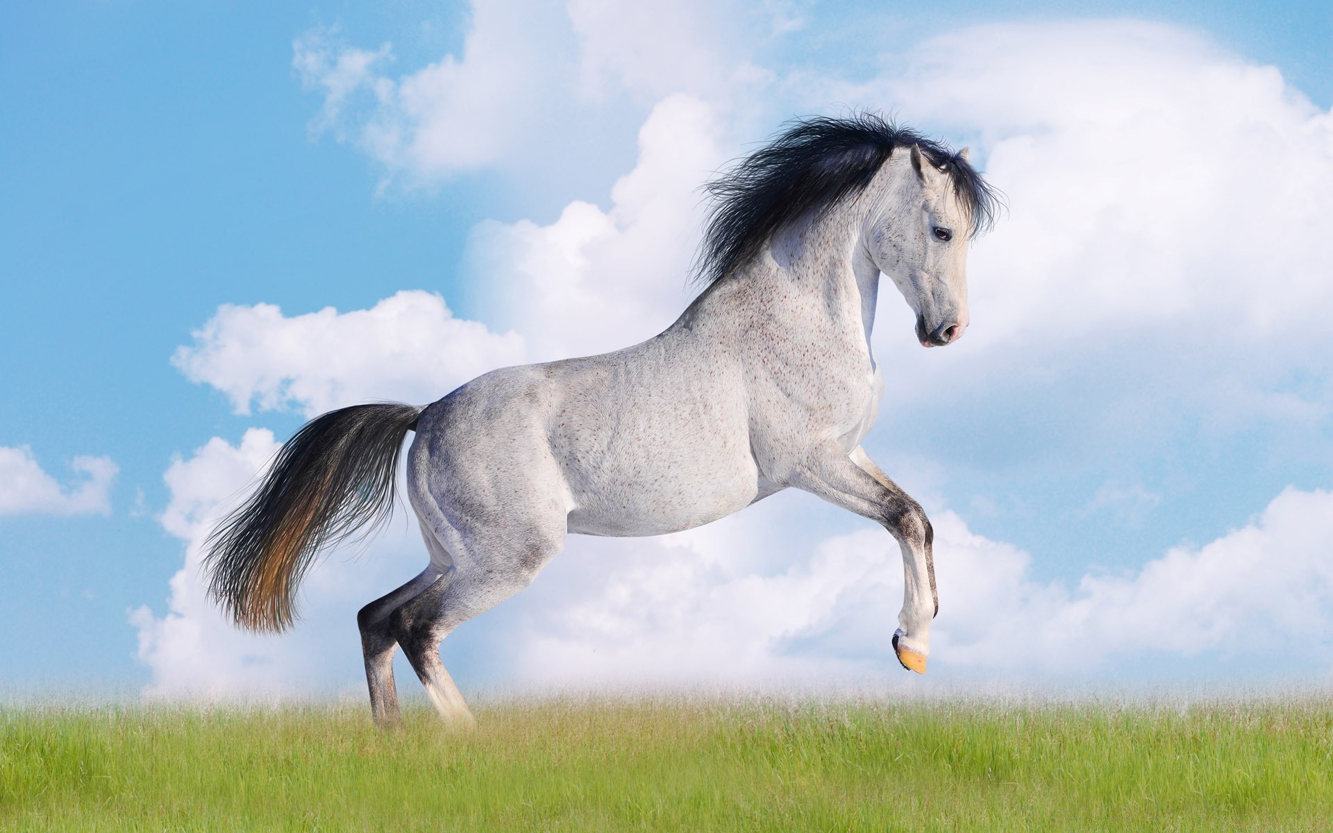 cavalos cavalo mare cavalaria garanhão mane mamífero criação de cavalos equestre pônei feno animal campo grama pasto fazenda puro-sangue skoko mustang rural