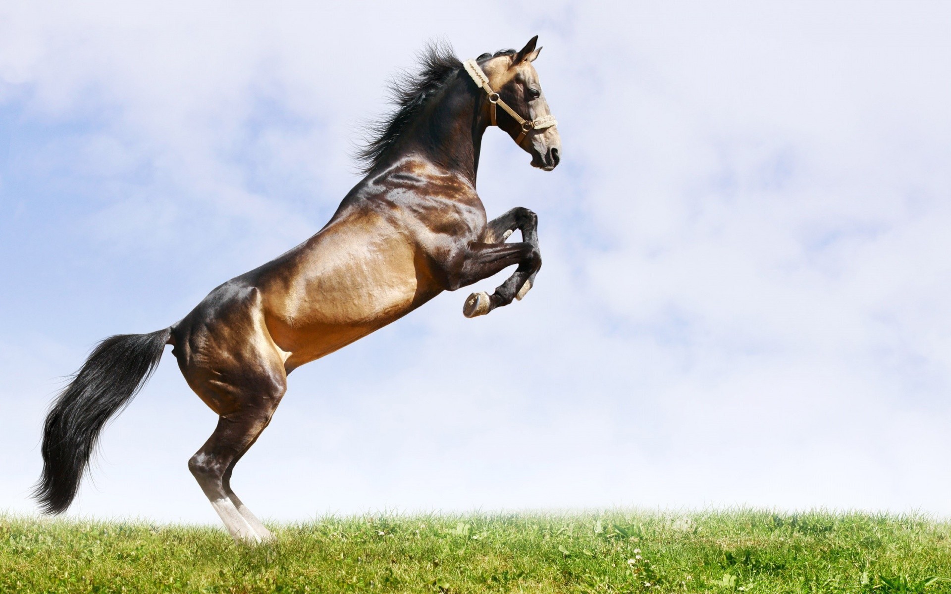 caballo mamífero caballo caballería ecuestre mane semental heno cría de caballos animal hierba campo mare granja pasto skoco pedigrí pony sentado