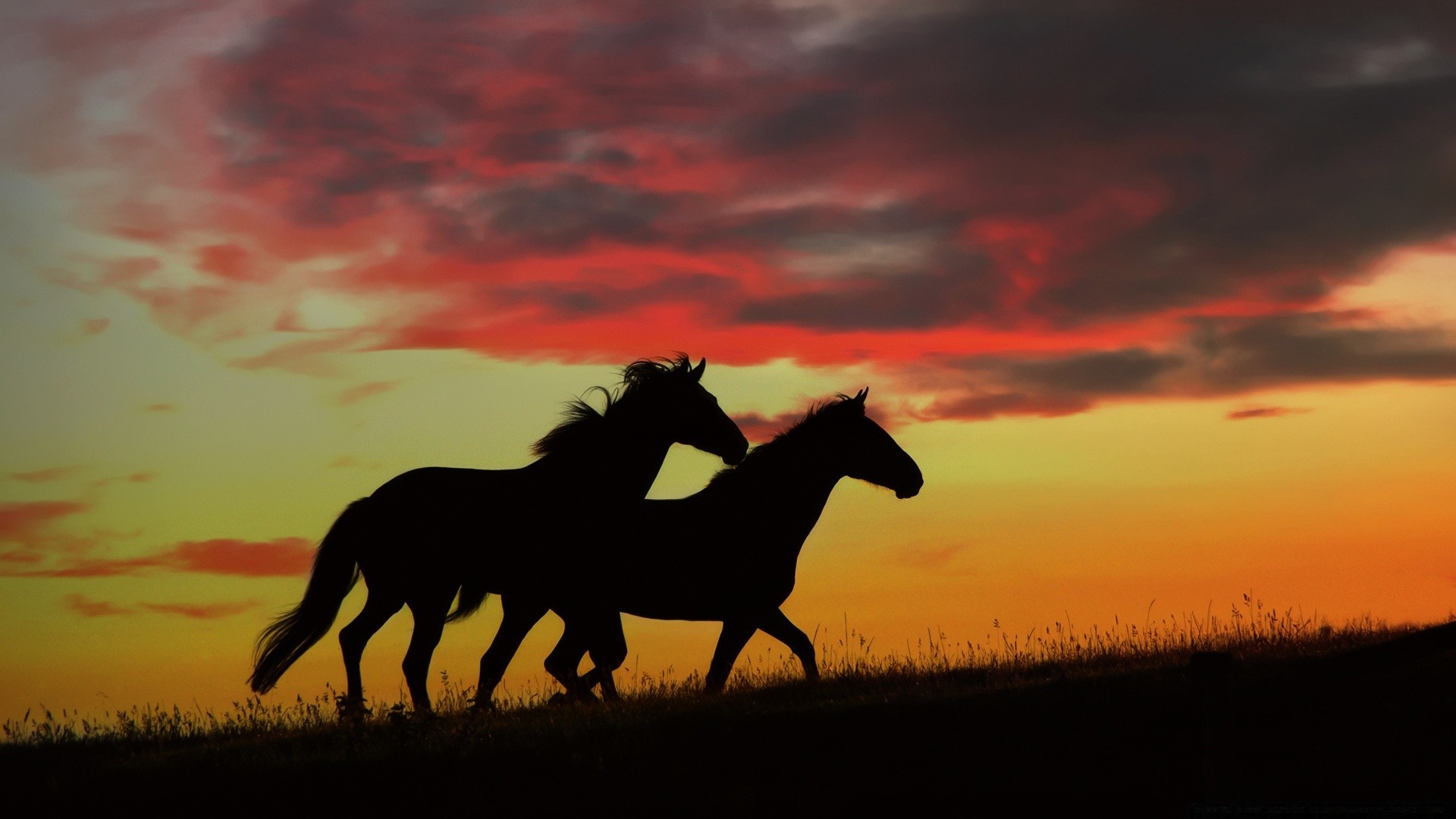 horses sunset cavalry silhouette backlit evening mammal horse mare sitting dawn equestrian mustang landscape sun dusk sky stallion equine farm animal