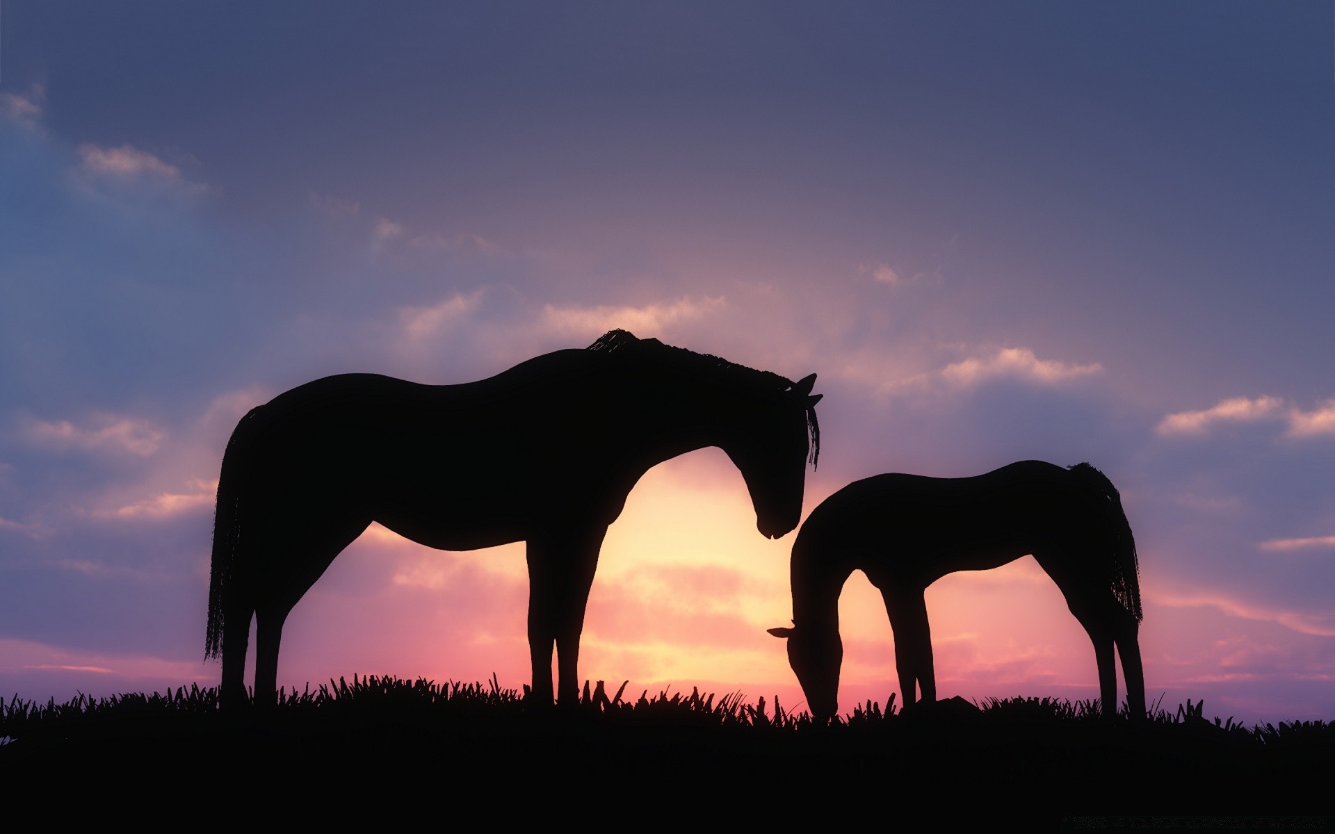 horses mammal cavalry mare horse silhouette landscape sunset sky animal stallion outdoors