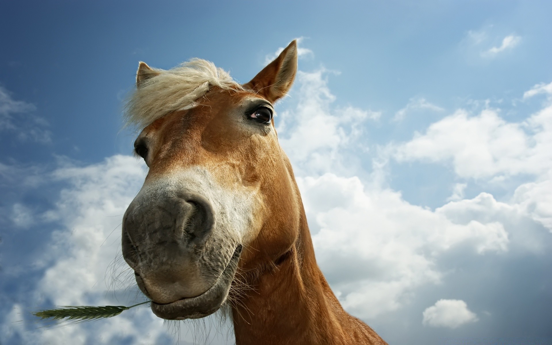 cavallo animale mammifero cavalleria ritratto cielo fattoria natura mare testa mane pascolo erba animali vivi