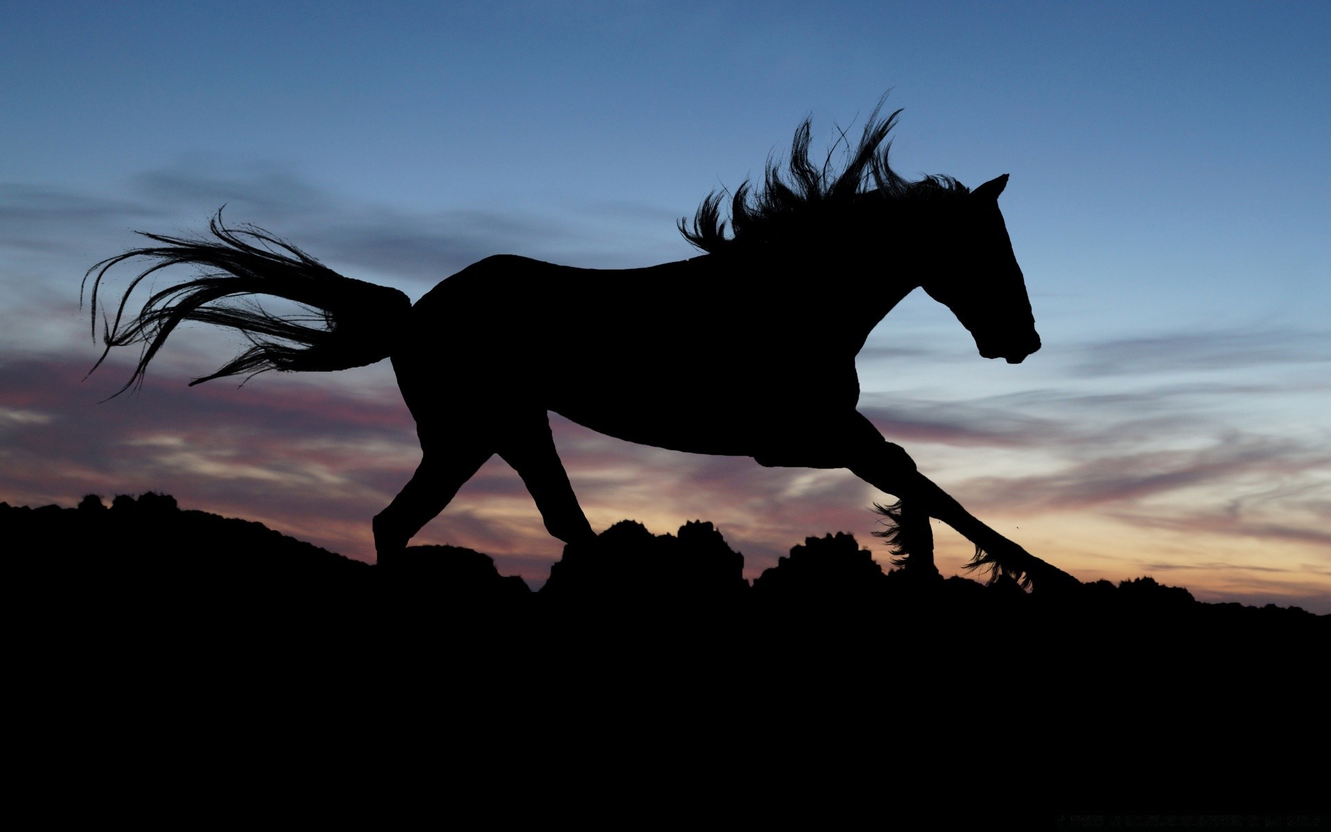 pferd kavallerie sonnenuntergang säugetier mare pferd hintergrundbeleuchtung silhouette mustang abend himmel hengst allein sitzen landschaft pferdezucht reittiere