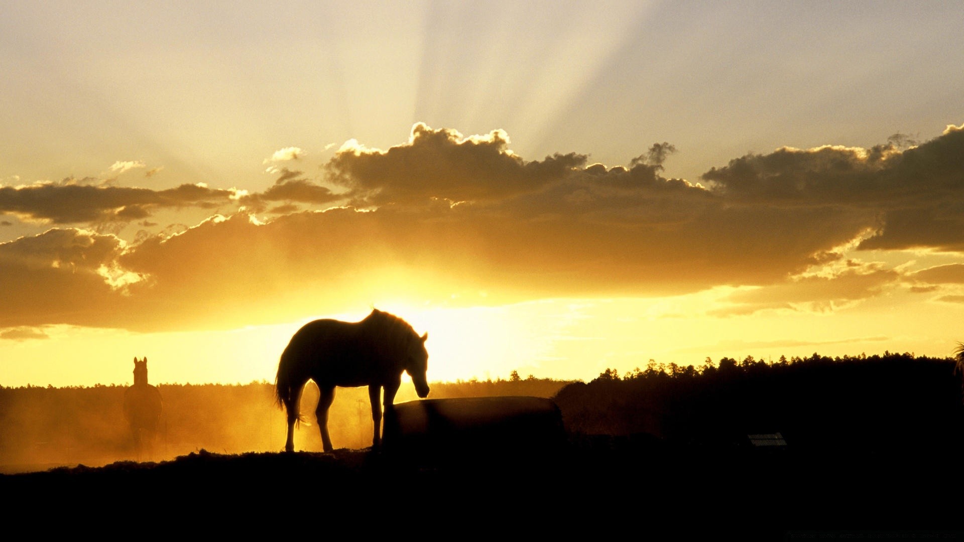 caballos puesta de sol amanecer silueta sol noche iluminado cielo crepúsculo paisaje buen tiempo naturaleza al aire libre mamífero