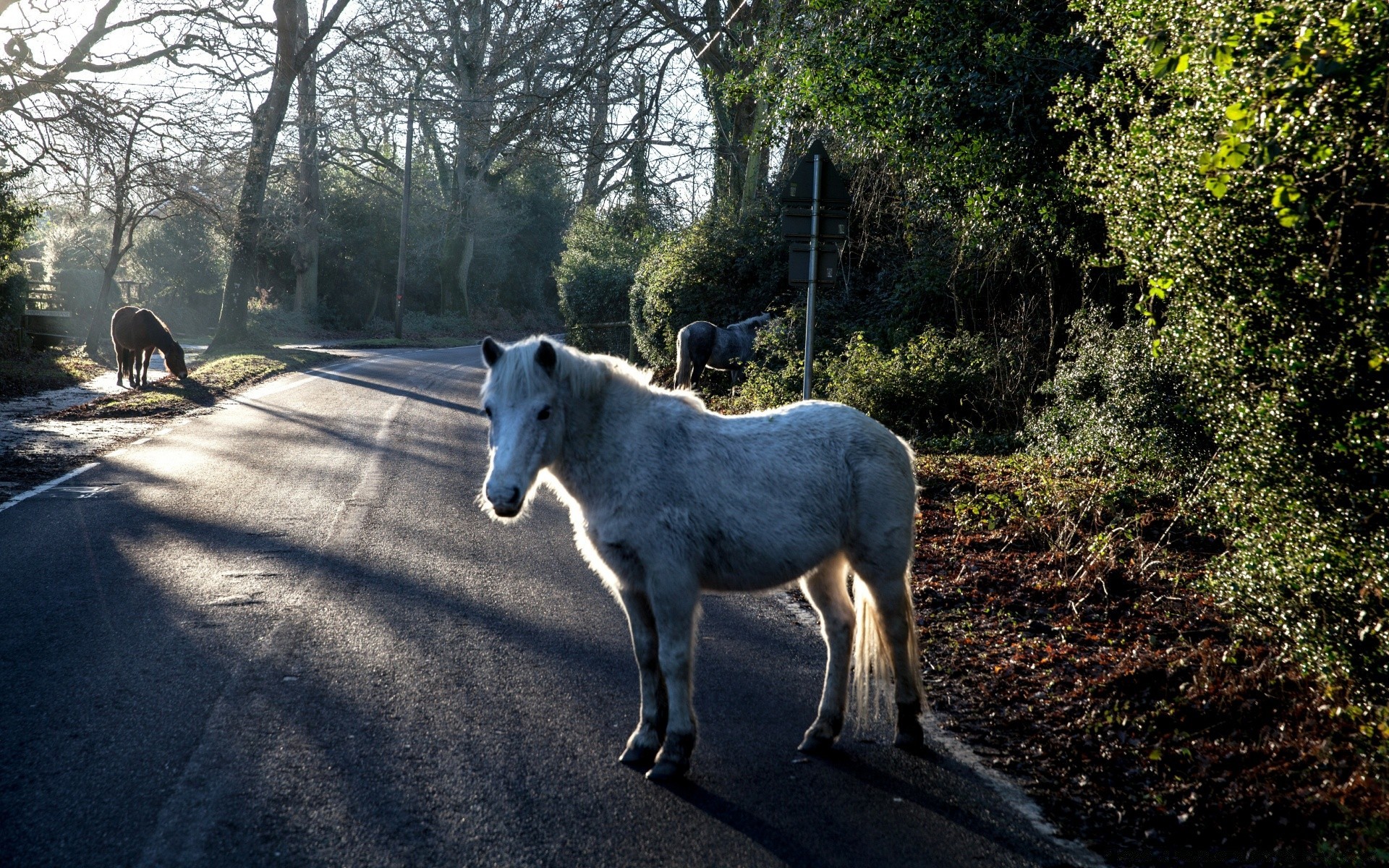 horses mammal outdoors nature cavalry grass animal tree landscape