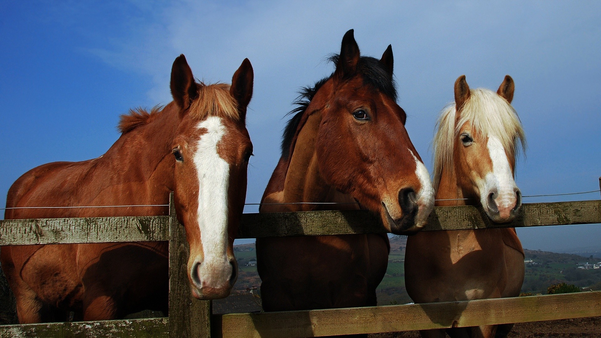 pferd säugetier pferd kavallerie mare bauernhof pferdezucht hengst pferd pony stabil manet tier zwei kastanie weide sitzen landwirtschaft rennpferd eins