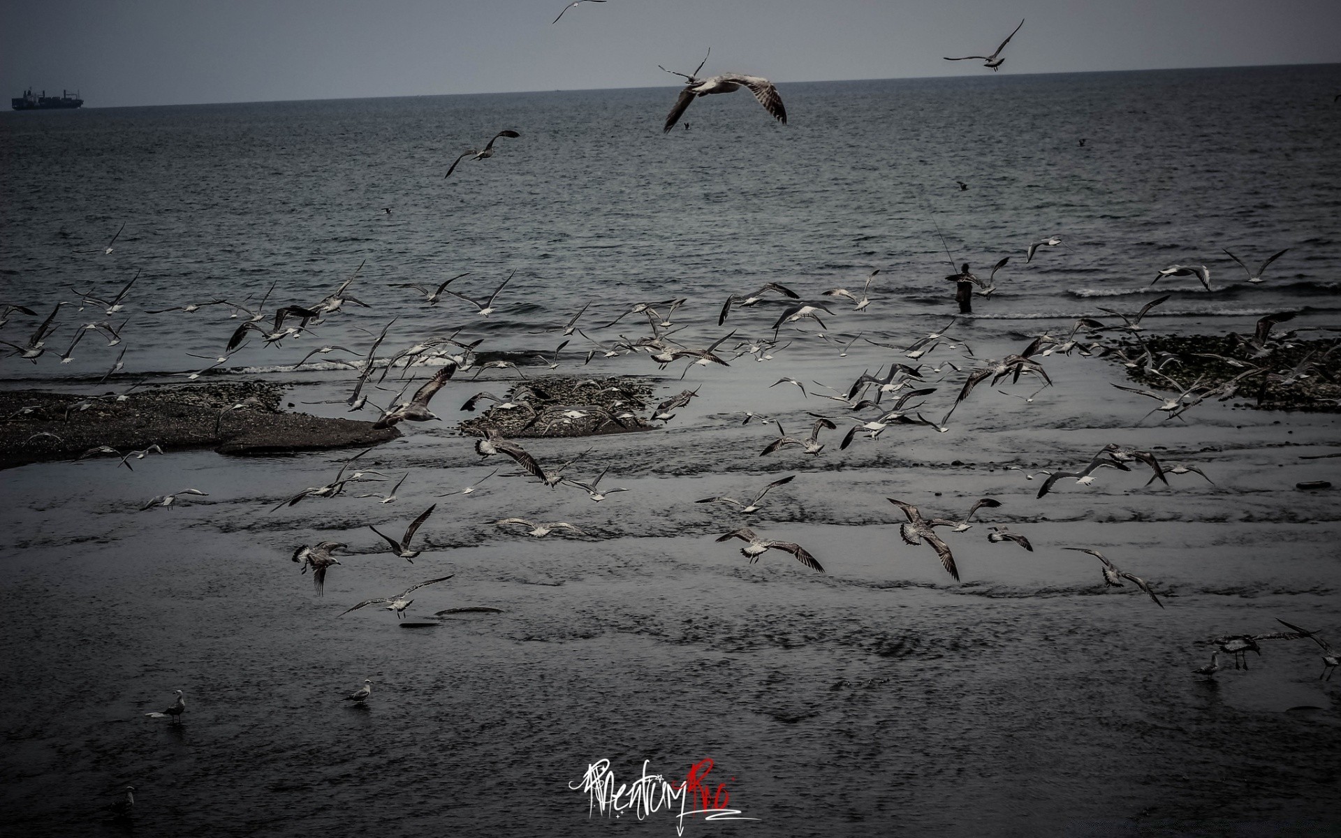 птахи води пляж на відкритому повітрі море пісок зима природа ввечері моря океан чайки захід птах світанок небо