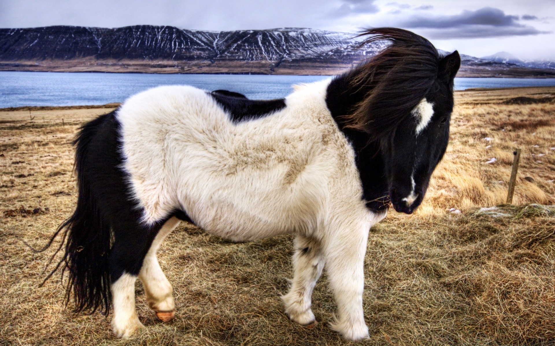 pferd säugetier bauernhof lebende tiere gras weide ein tier heuhaufen kavallerie feld landwirtschaft im freien weiden des ländlichen natur porträt