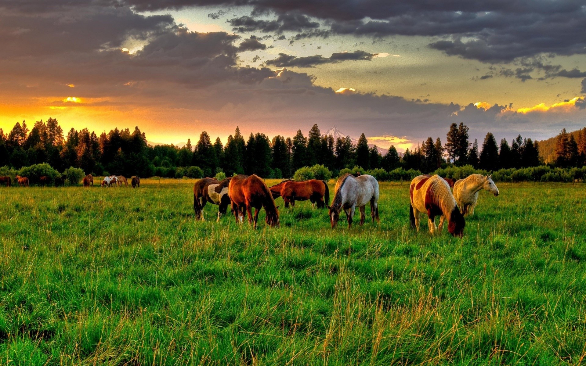 horses grass mammal pasture hayfield agriculture farm rural field animal outdoors cavalry nature grassland