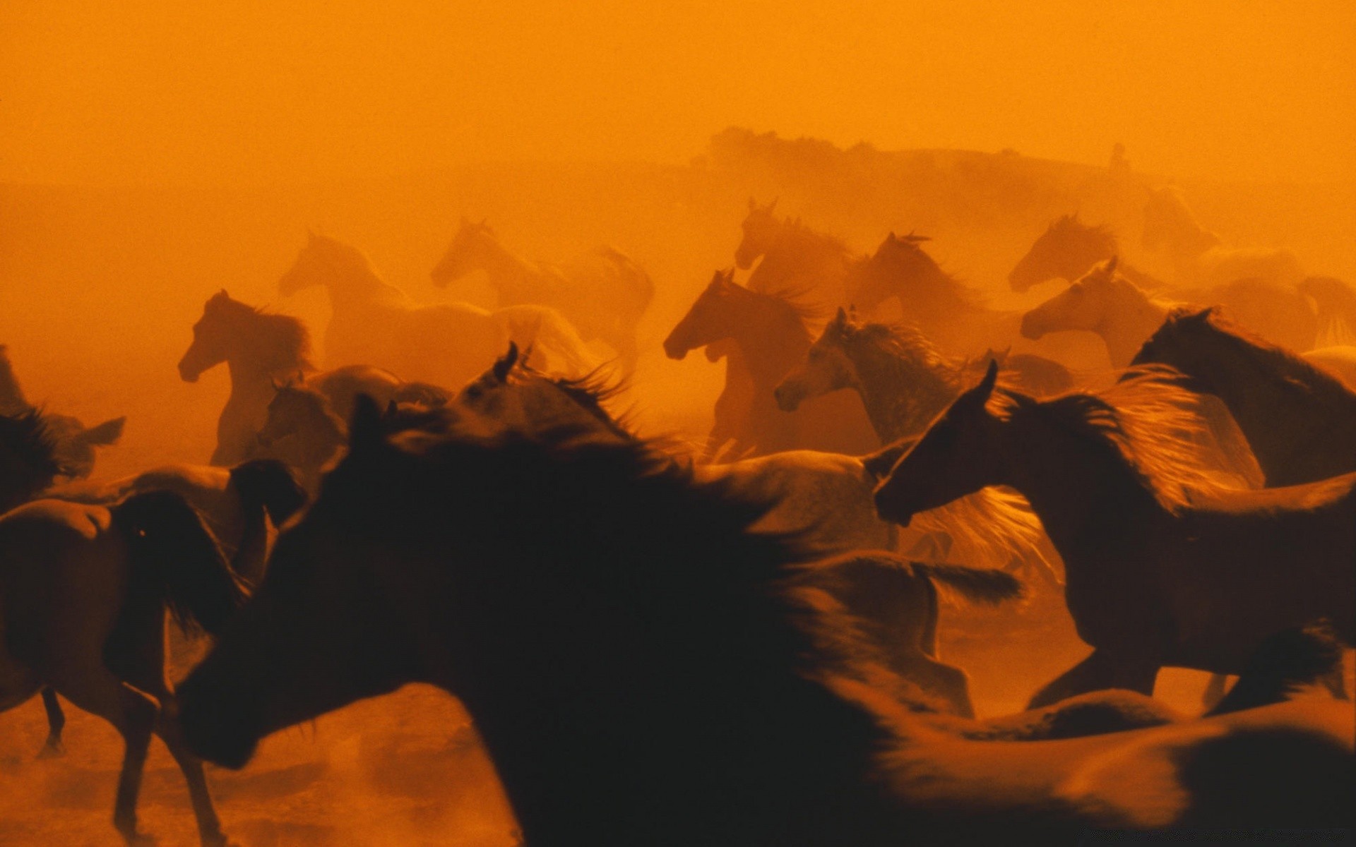 cavalos iluminado silhueta pôr do sol adulto mamífero vestir sentado cavalaria camelo noite amanhecer movimento arte sombra pintura sozinho grupo deserto ação