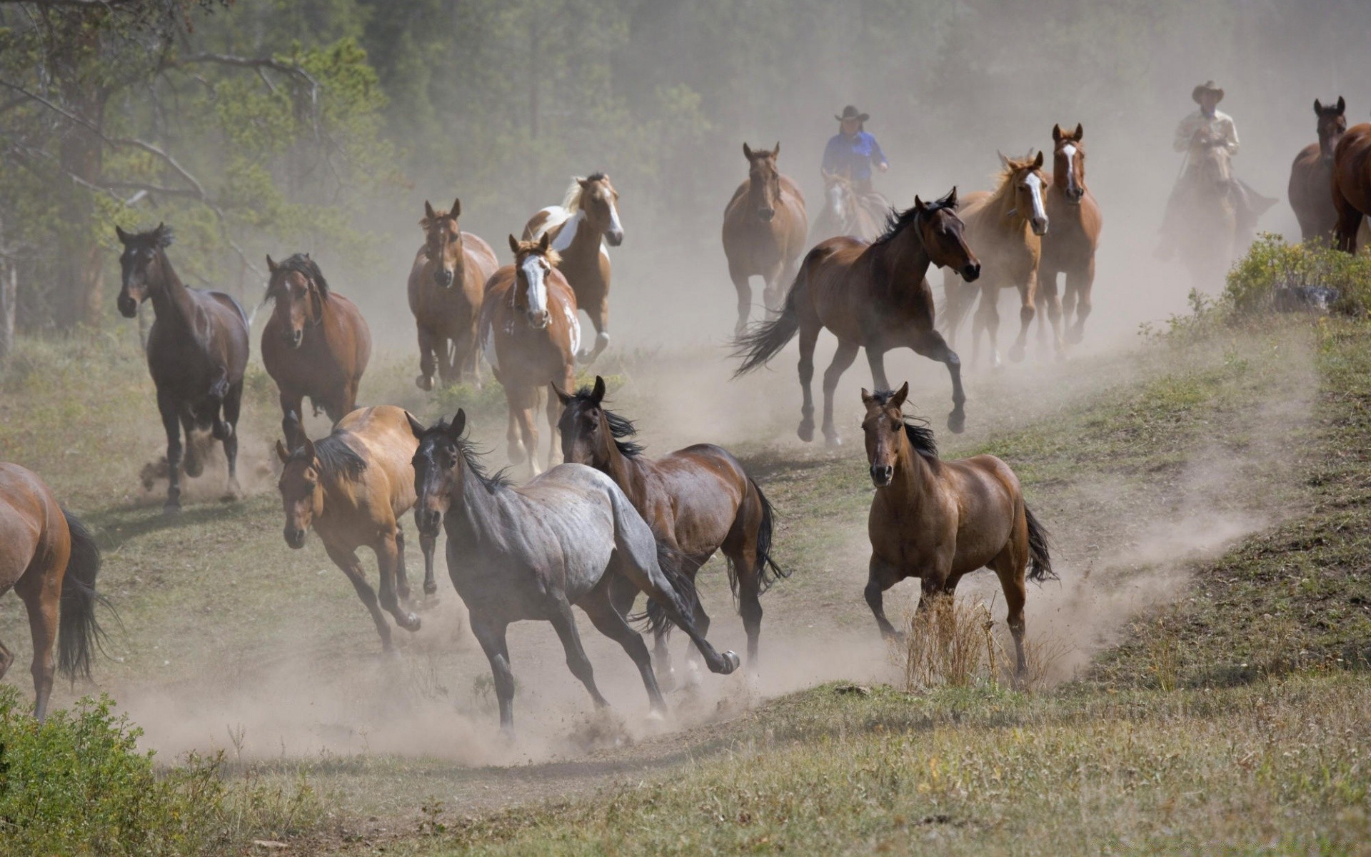 pferd säugetier kavallerie pferd sitzen lebende tiere herde pferd heu bauernhof weiden tier mare cowboy gras rinder feld herder wildtiere hengst