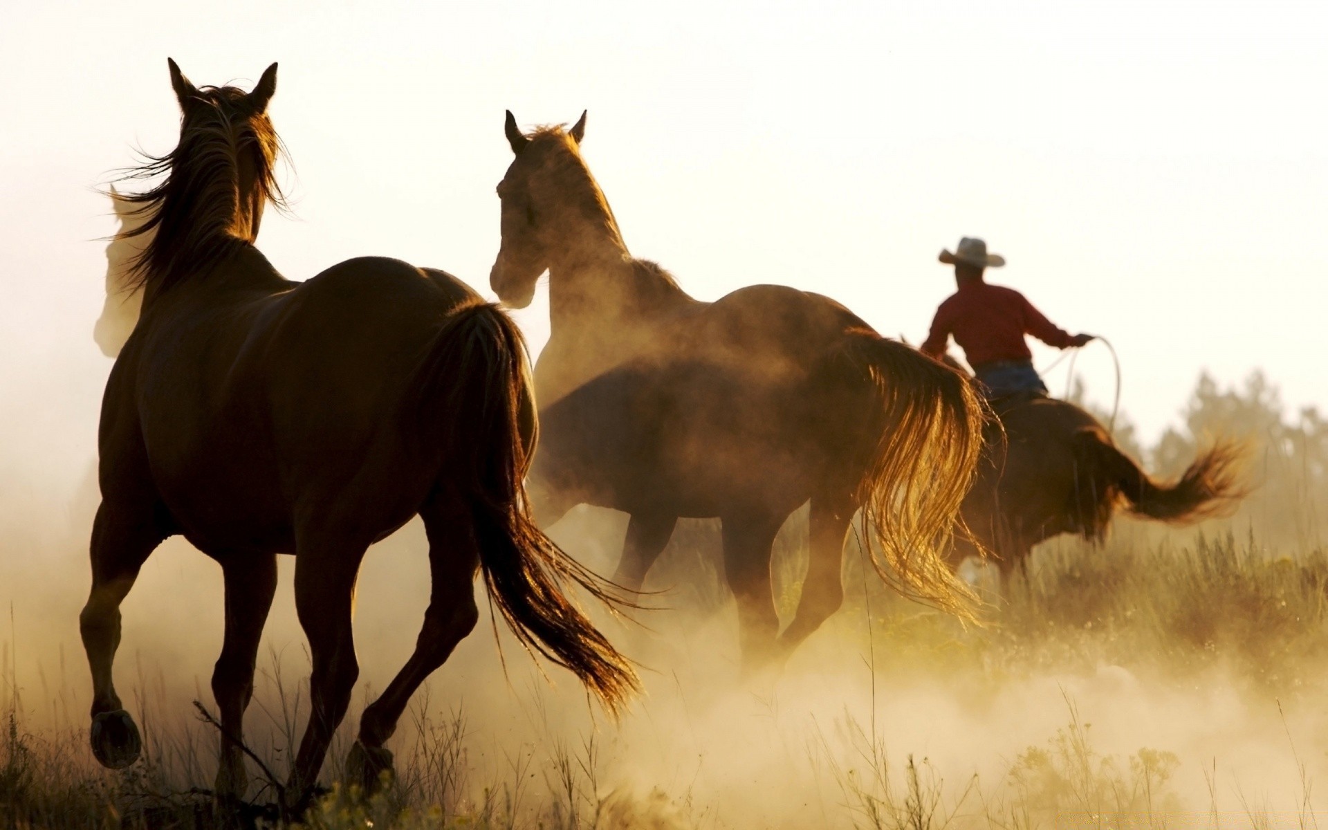 pferd kavallerie säugetier pferd mare reiter pferdezucht hengst sitzen mustang tier bauernhof manet lebende tiere pony heuhaufen schnell feld fohlen gras aktion