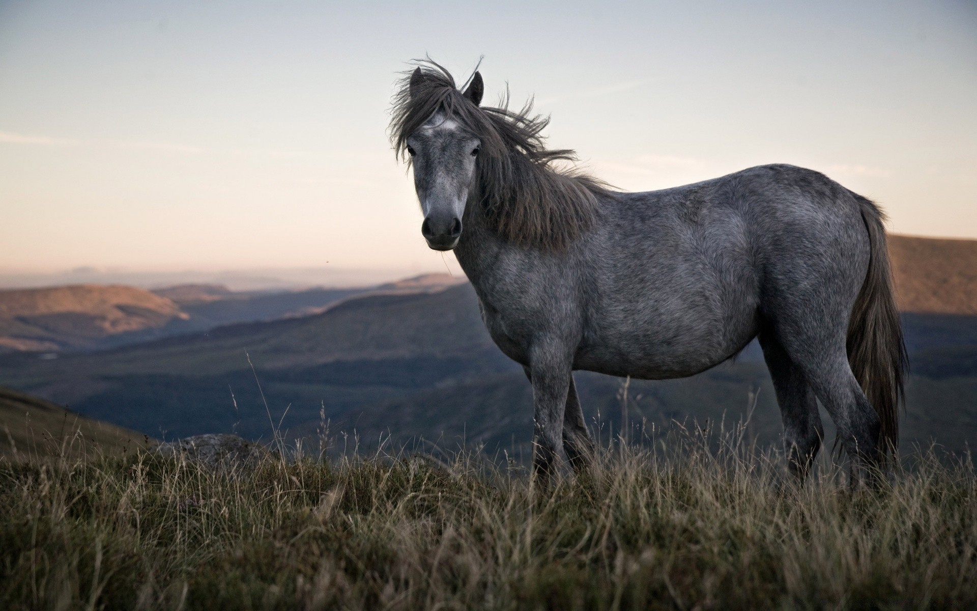 horses mammal cavalry mare grass hayfield horse field animal farm pasture mane grassland outdoors stallion rural equine landscape livestock