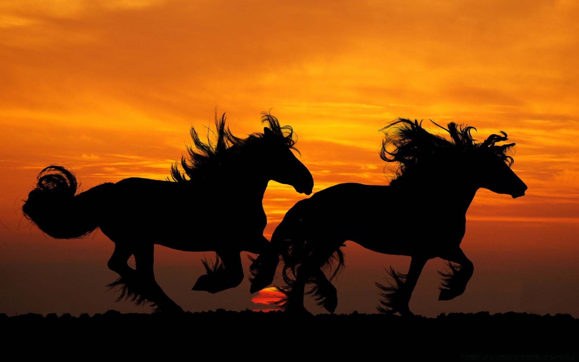 cheval coucher de soleil cavalerie silhouette rétro-éclairé mammifère assis soir aube équestre cheval mare crépuscule soleil mustang