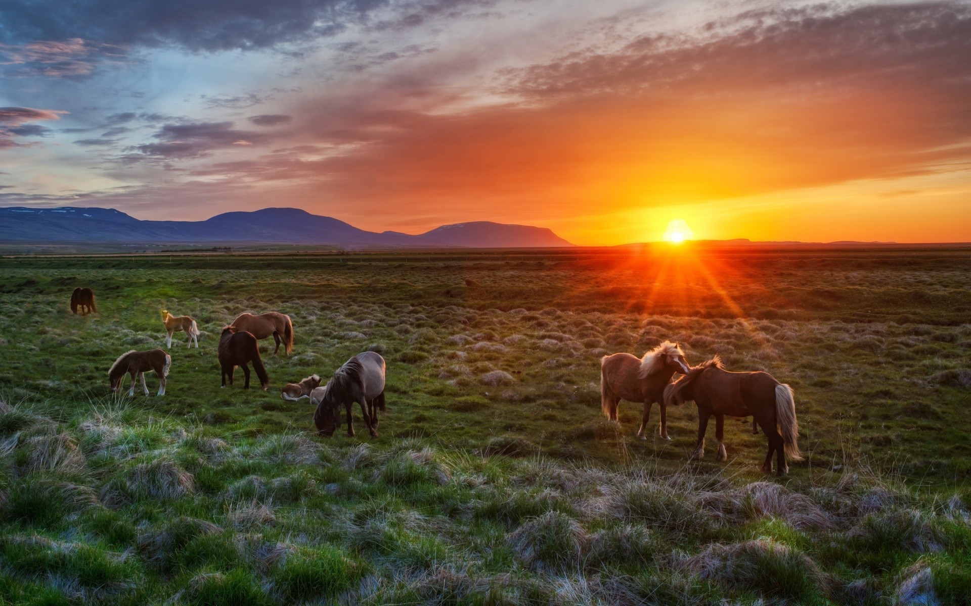 cavallo erba mammifero fieno pascolo rurale agricoltura campo fattoria pascolo mandria paesaggio cavalleria all aperto tramonto cielo animali vivi natura campagna estate