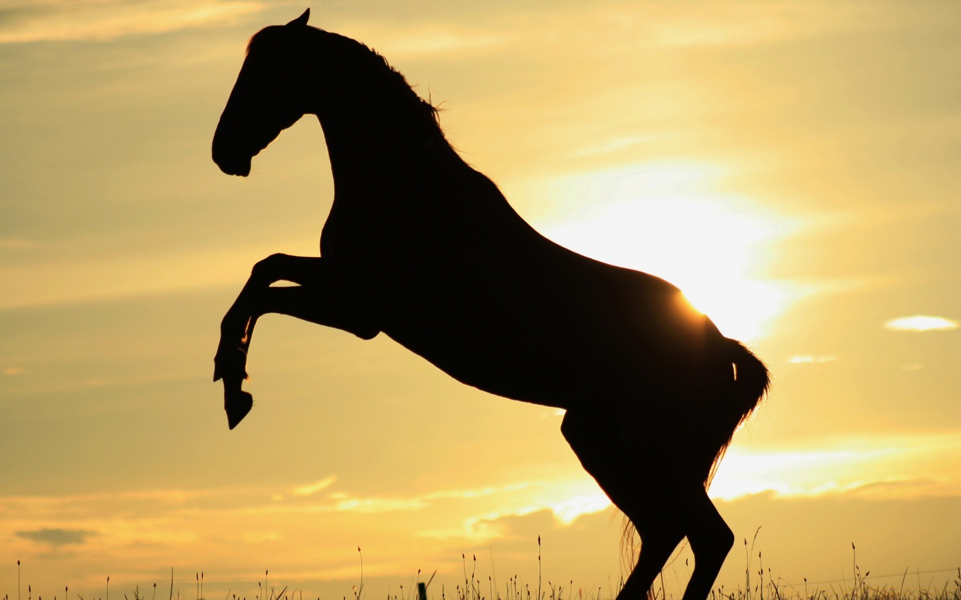 caballos puesta de sol iluminado caballería silueta amanecer mamífero sol caballo noche mare cielo ecuestre al aire libre crepúsculo sentado semental