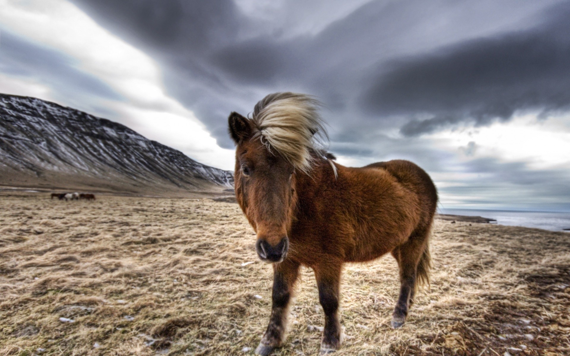 caballos caballería mamífero al aire libre naturaleza mare granja paisaje caballo cielo