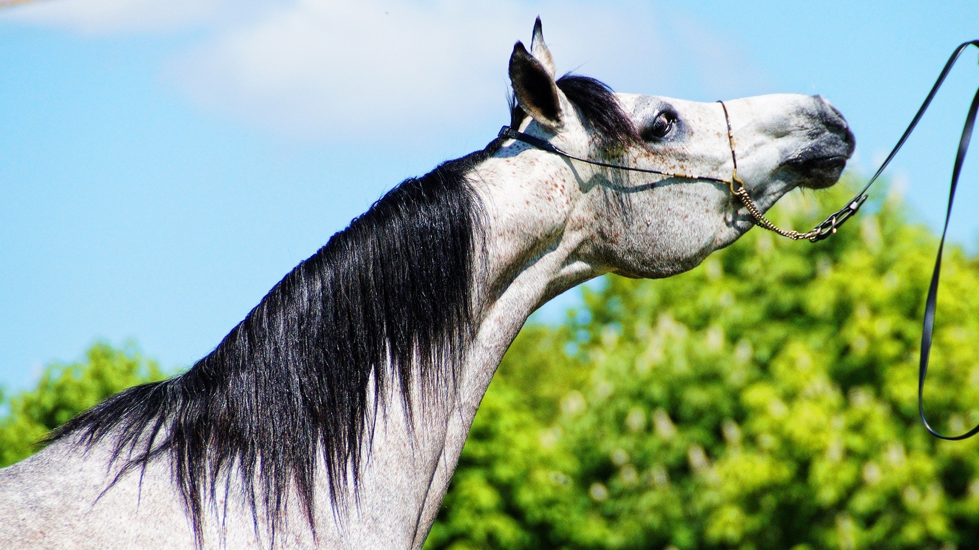 chevaux animal cavalerie nature mammifère ferme manet portrait tête élevage de chevaux sauvage équestre cheval étalon mare domestique