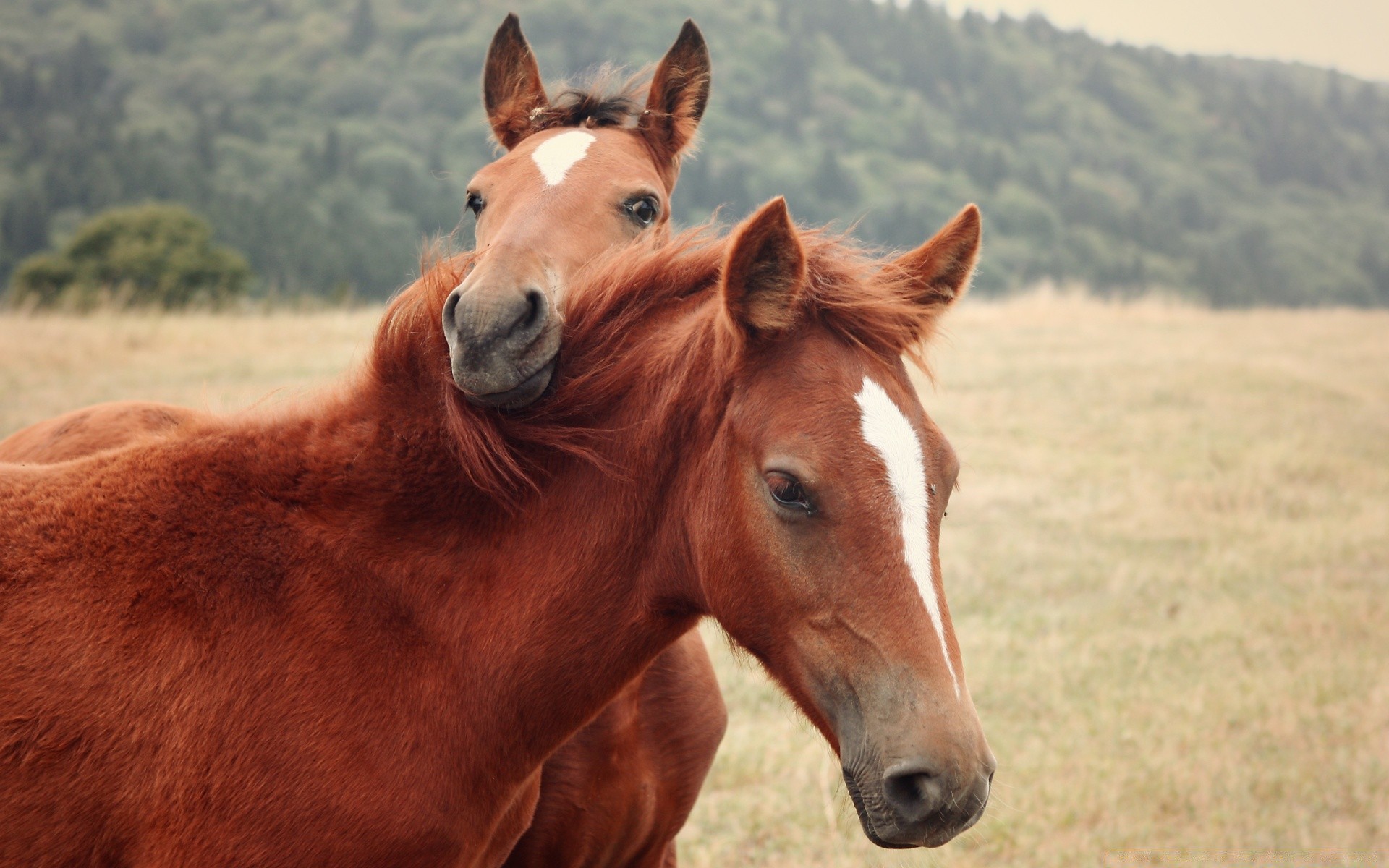 cavallo mammifero mare cavalleria cavallo erba fattoria fieno animale pascolo campo stallone rurale manet allevamento di cavalli natura animali vivi equestre agricoltura