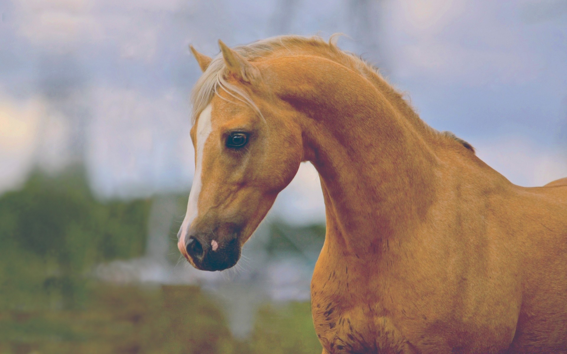 cavalos cavalaria mamífero cavalo mare fazenda animal ao ar livre natureza criação de cavalos sozinho luz do dia grama mane garanhão gado pasto equestre retrato céu